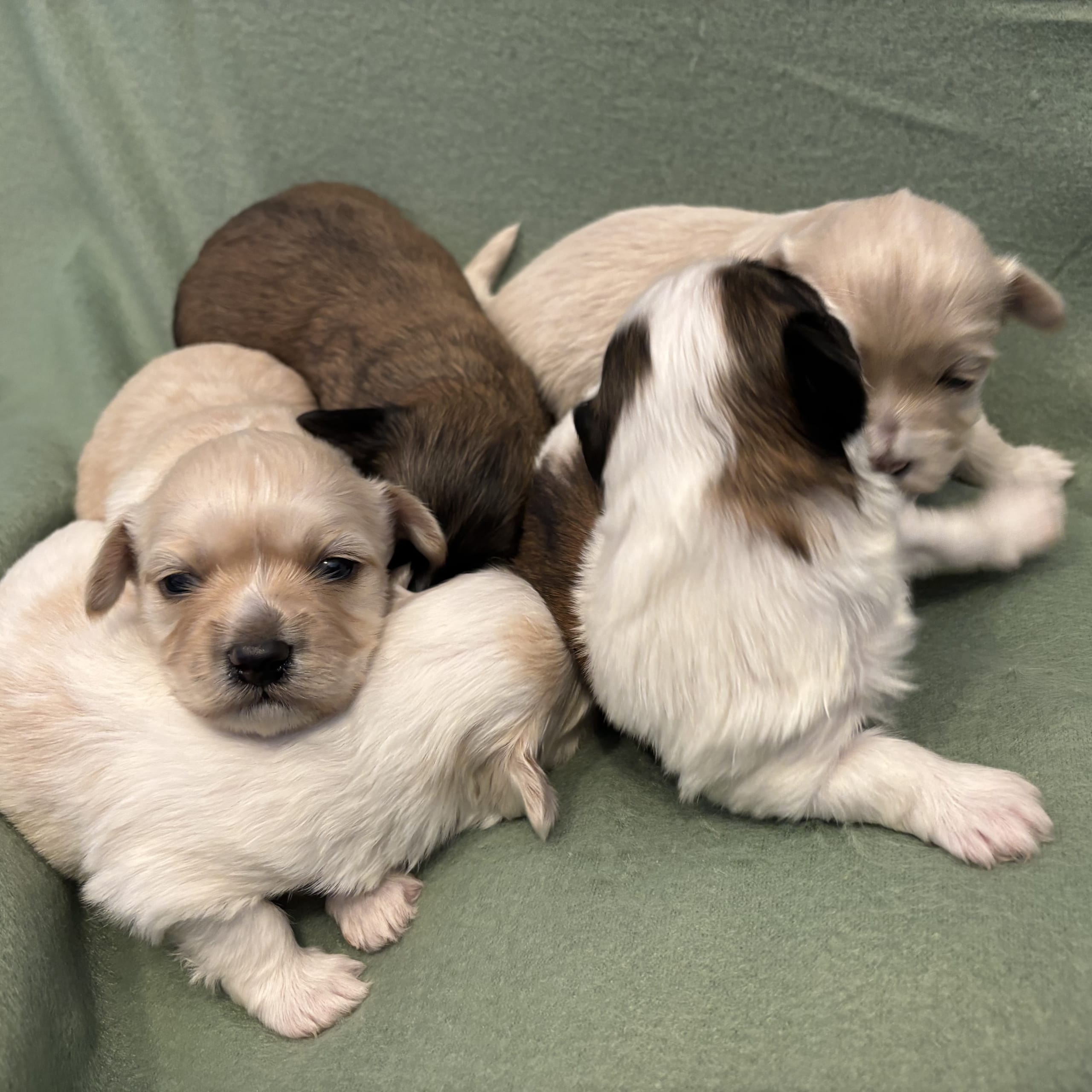 Bichon havanais