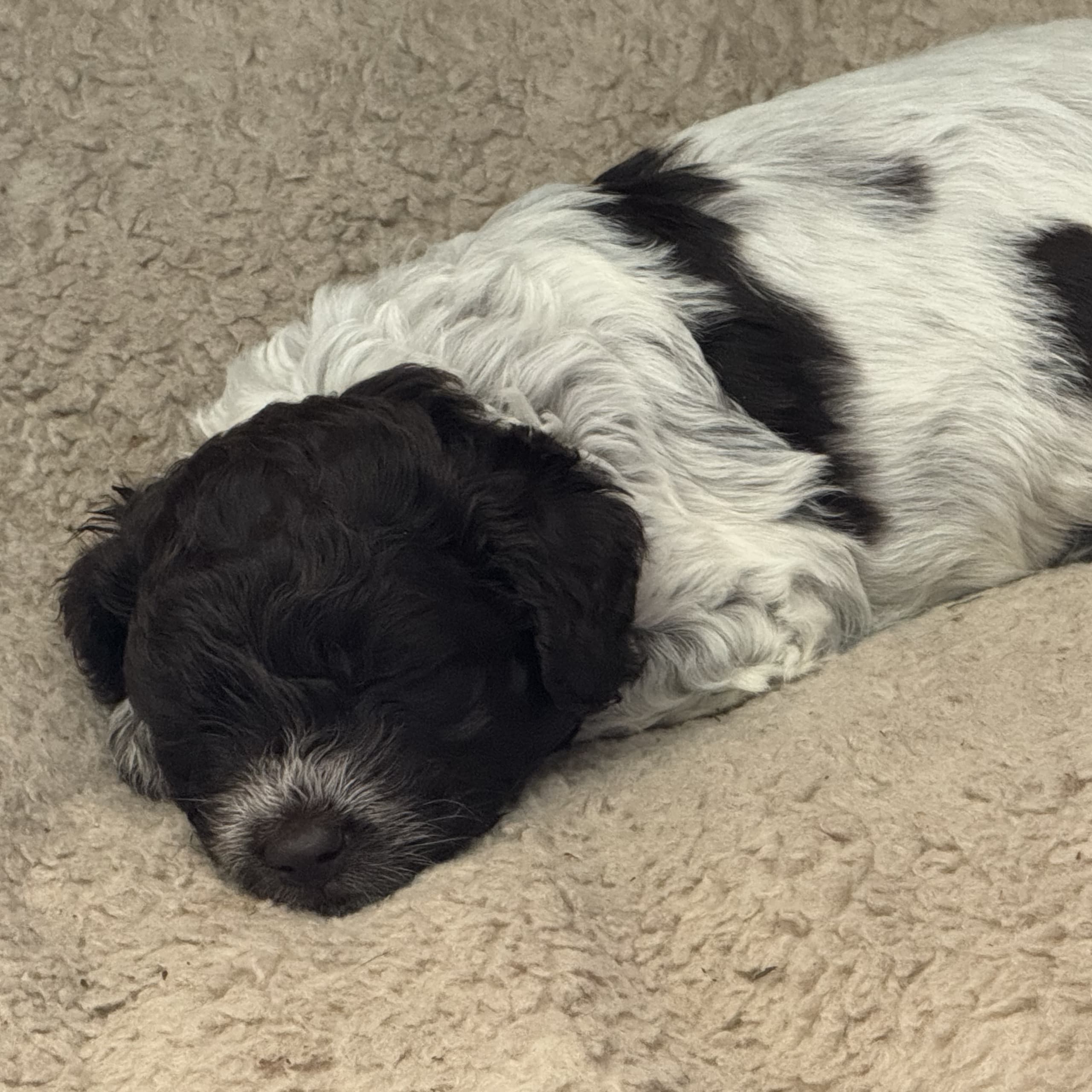 Lagotto romagnolo