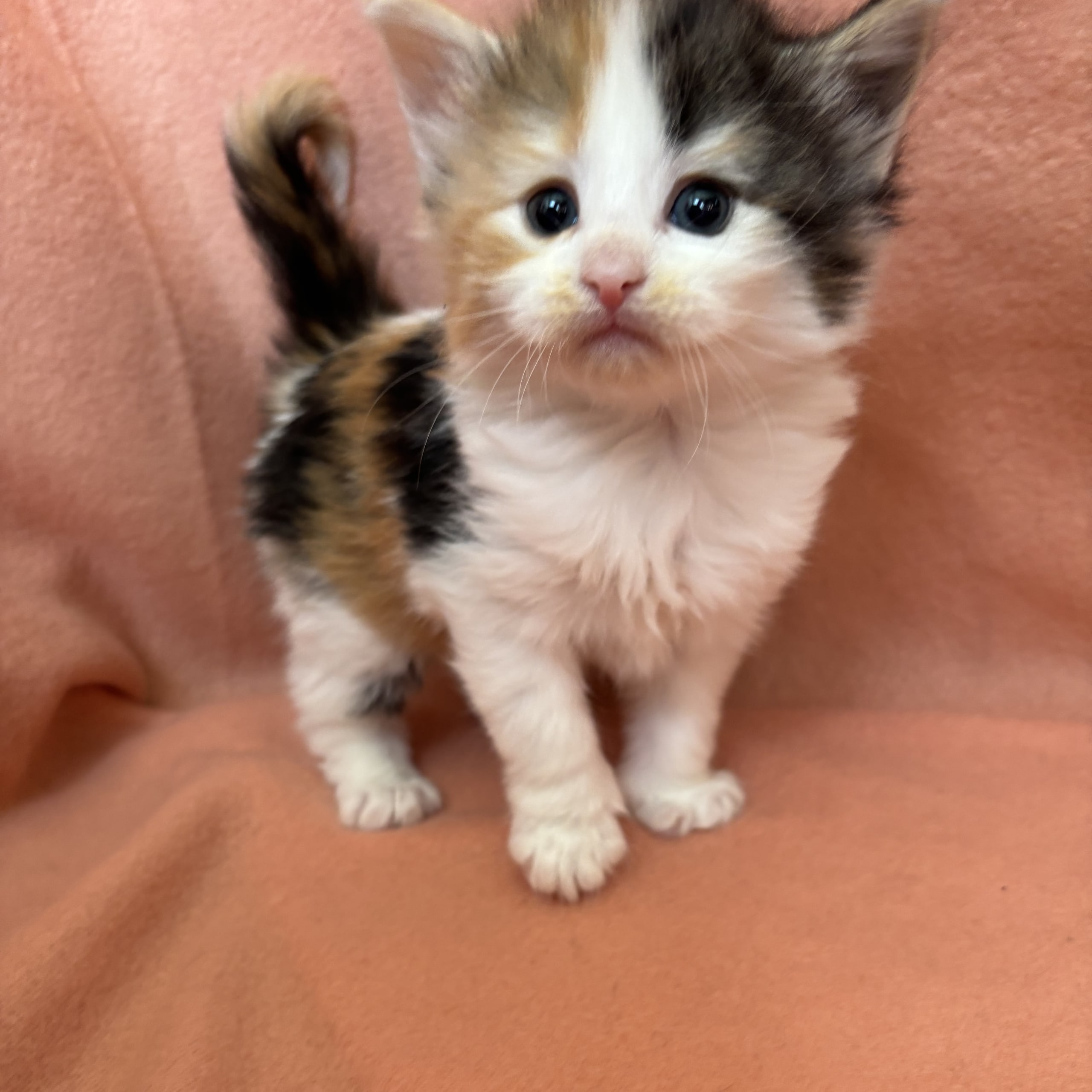 Norsk skogkatt