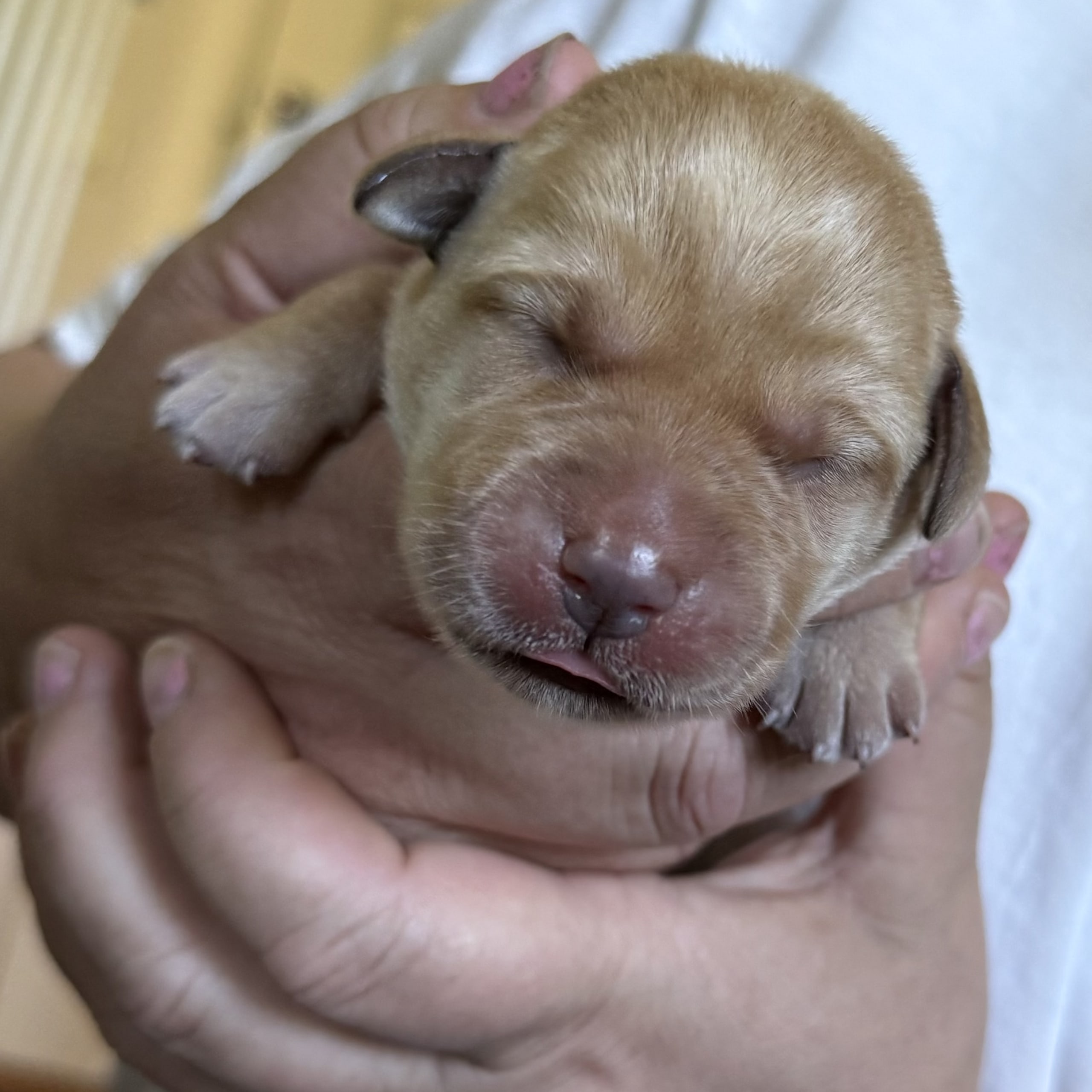 Labrador Retriever