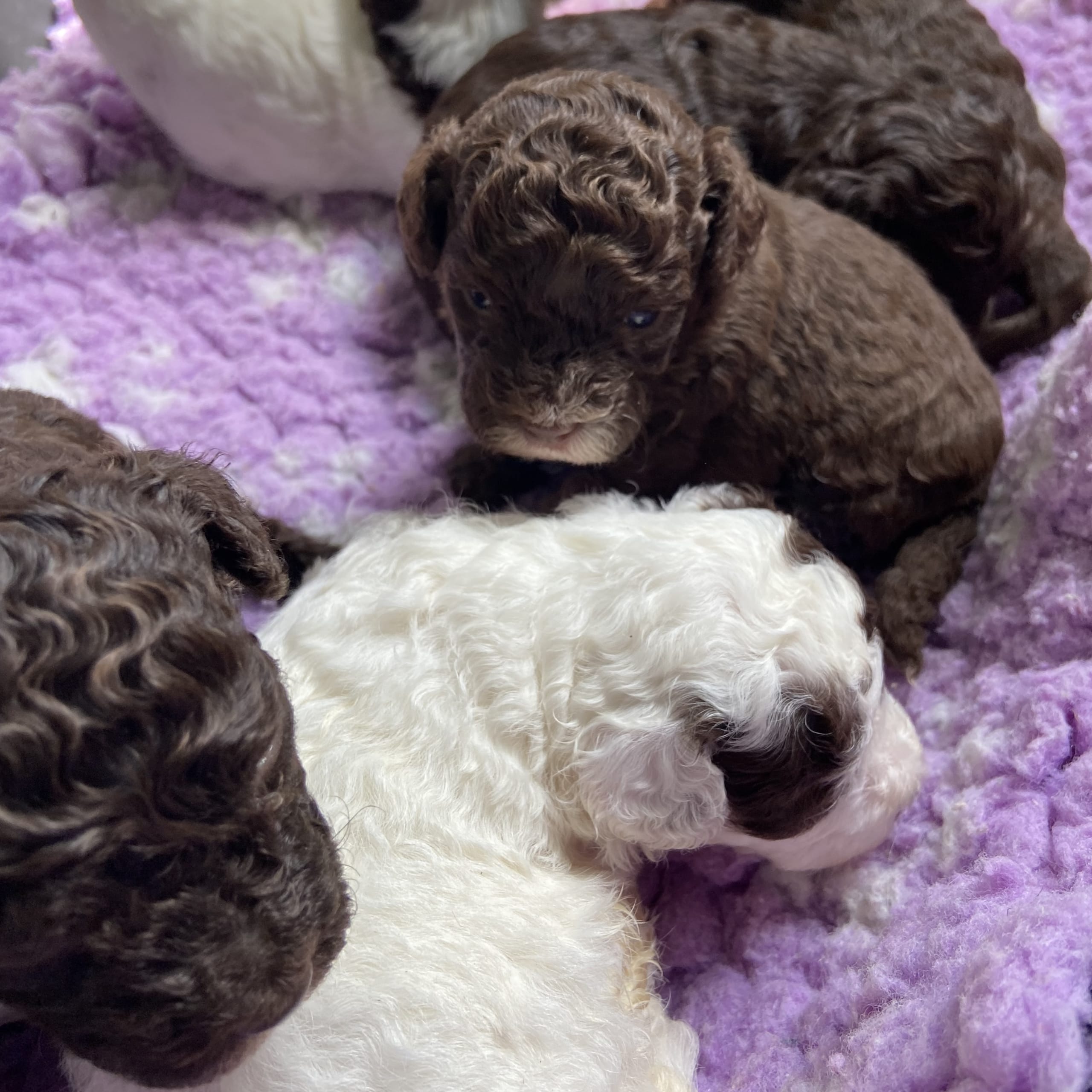 Shihpoo