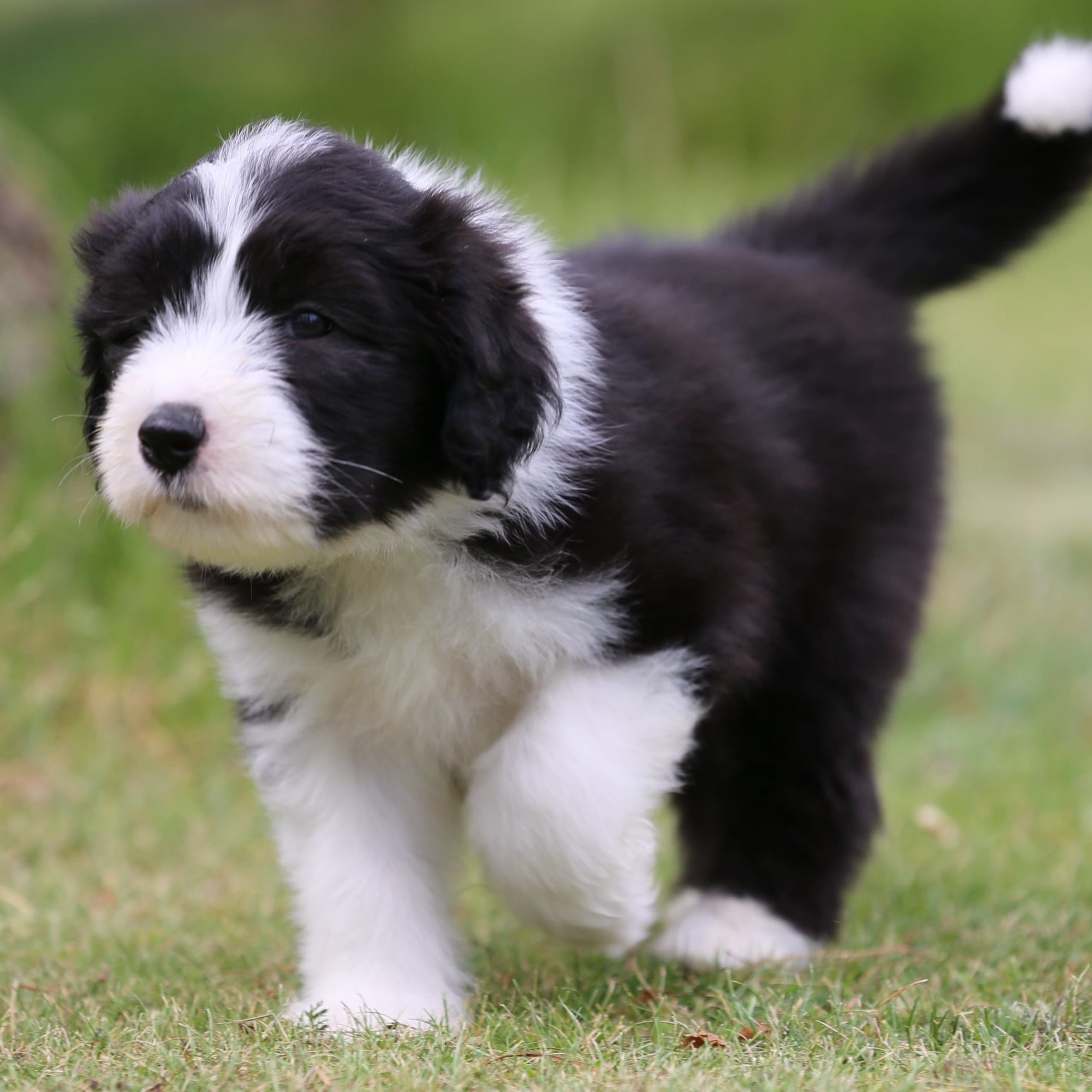 Bearded collie