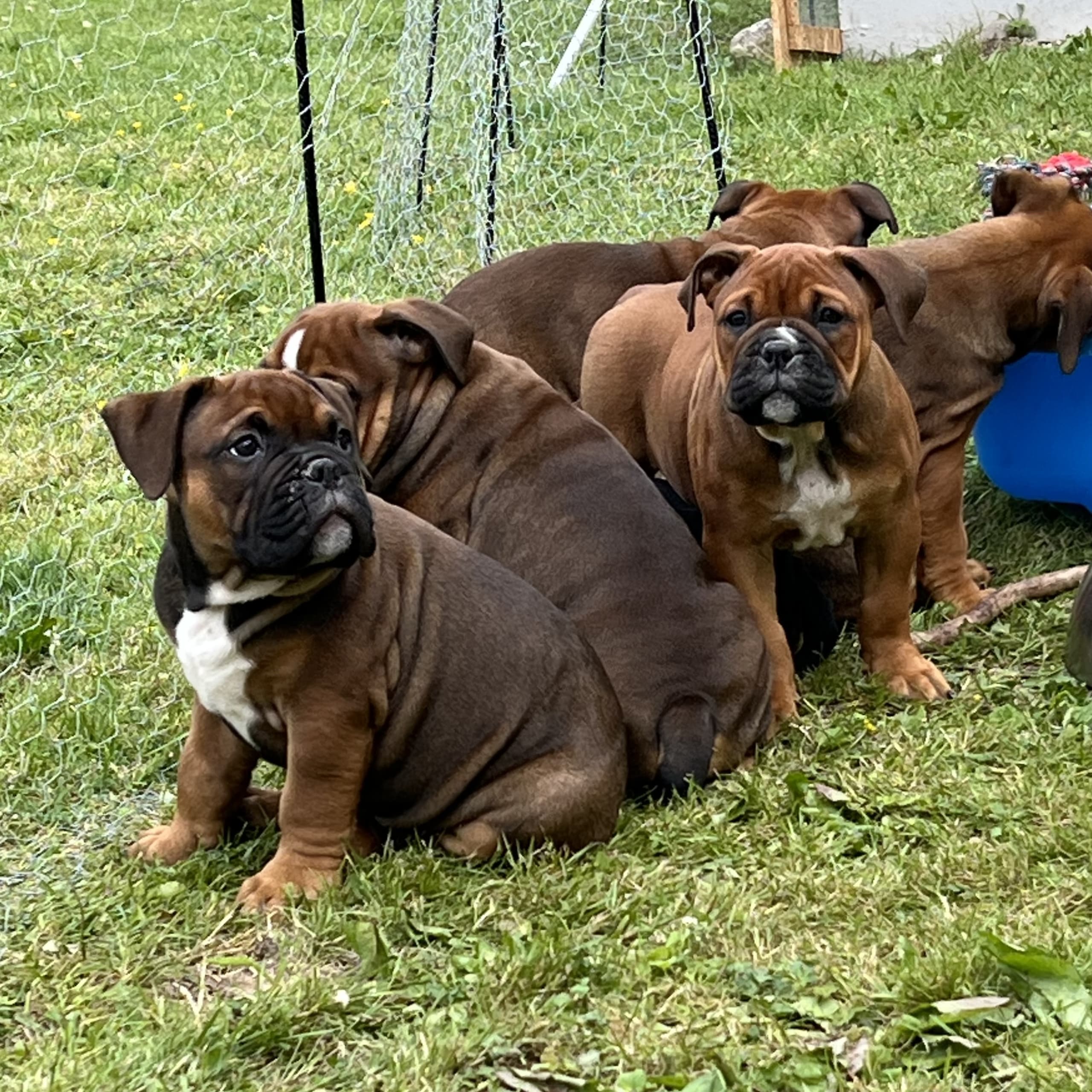 Olde english bulldogge