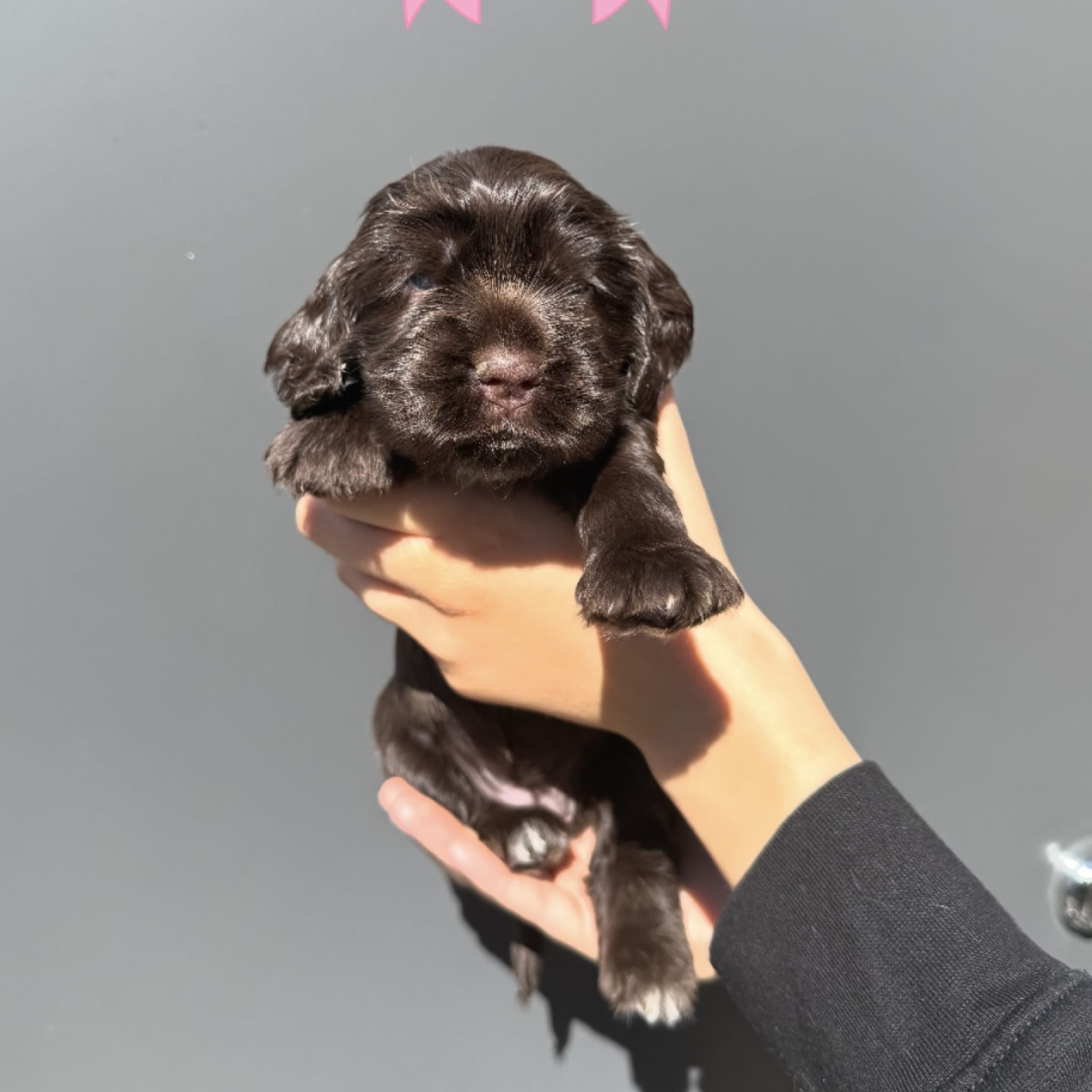 Cocker spaniel
