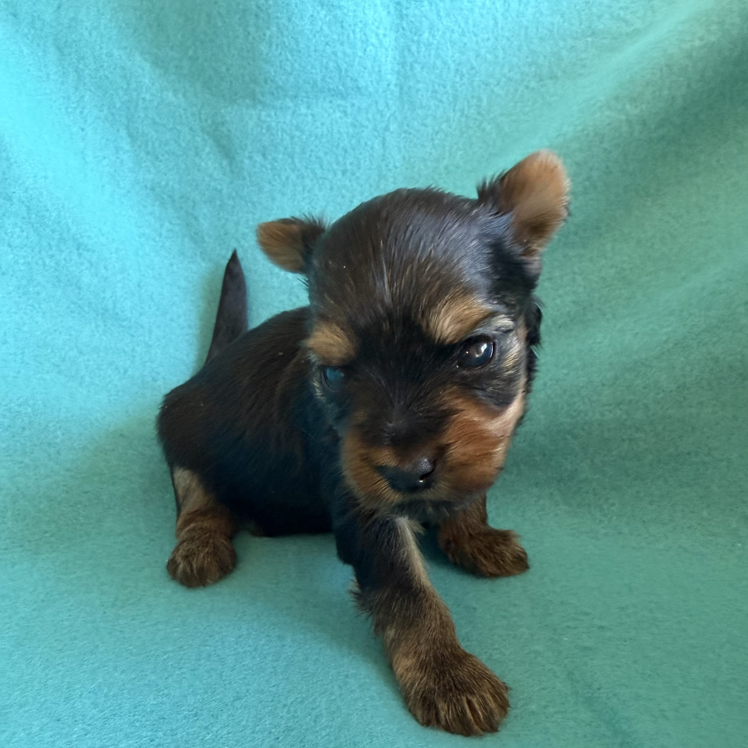 Yorkshireterrier