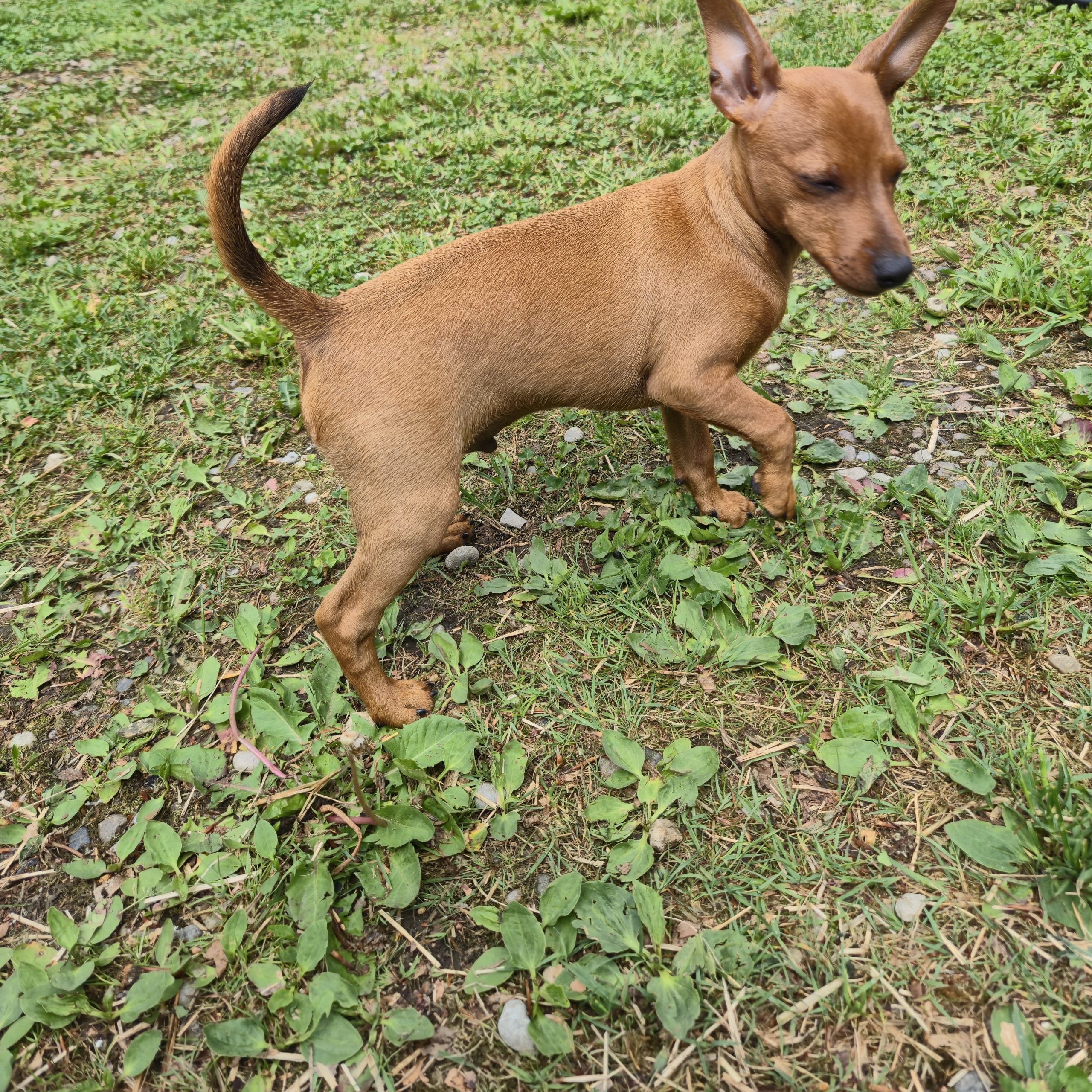 Dvärgpinscher