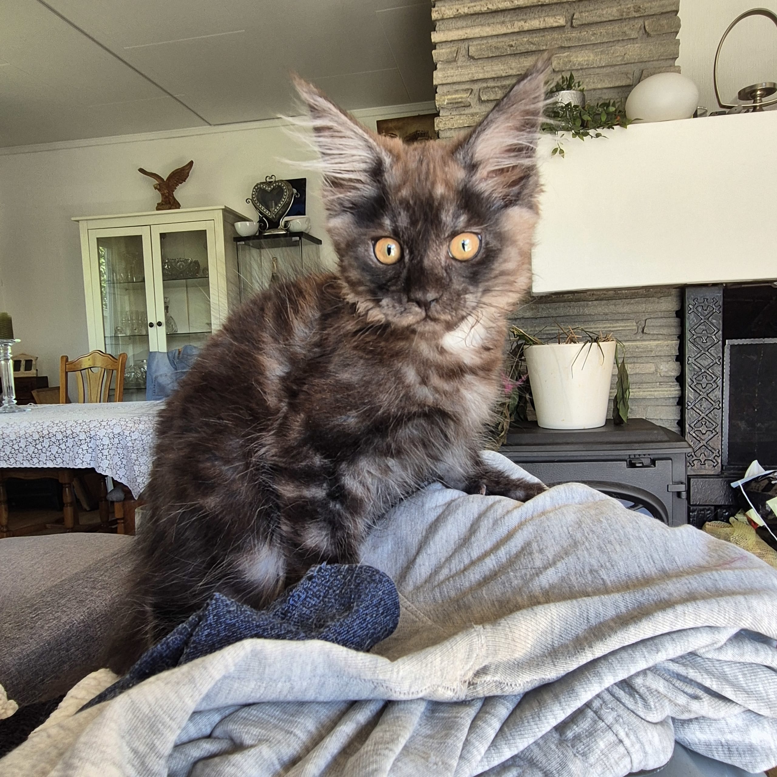 Maine Coon
