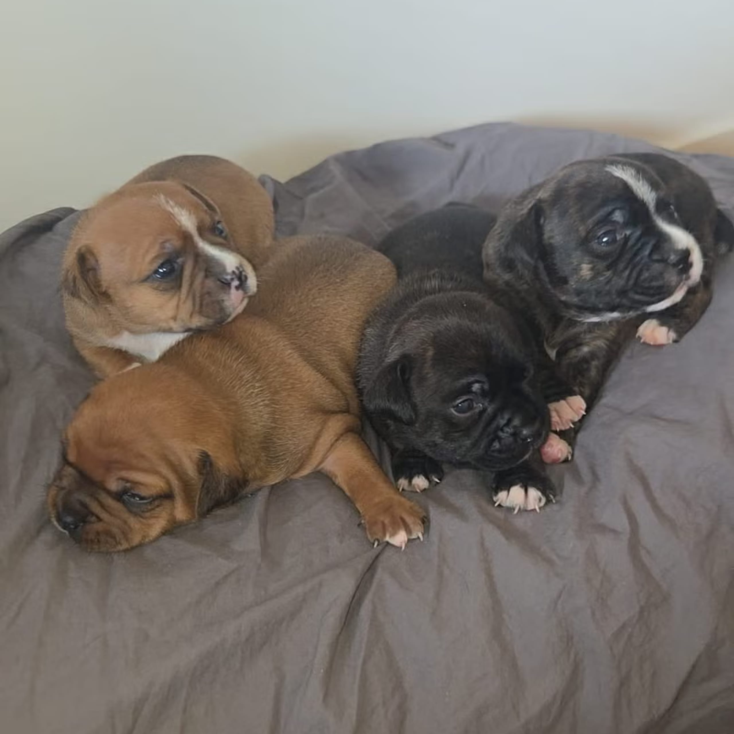 Staffordshire bullterrier