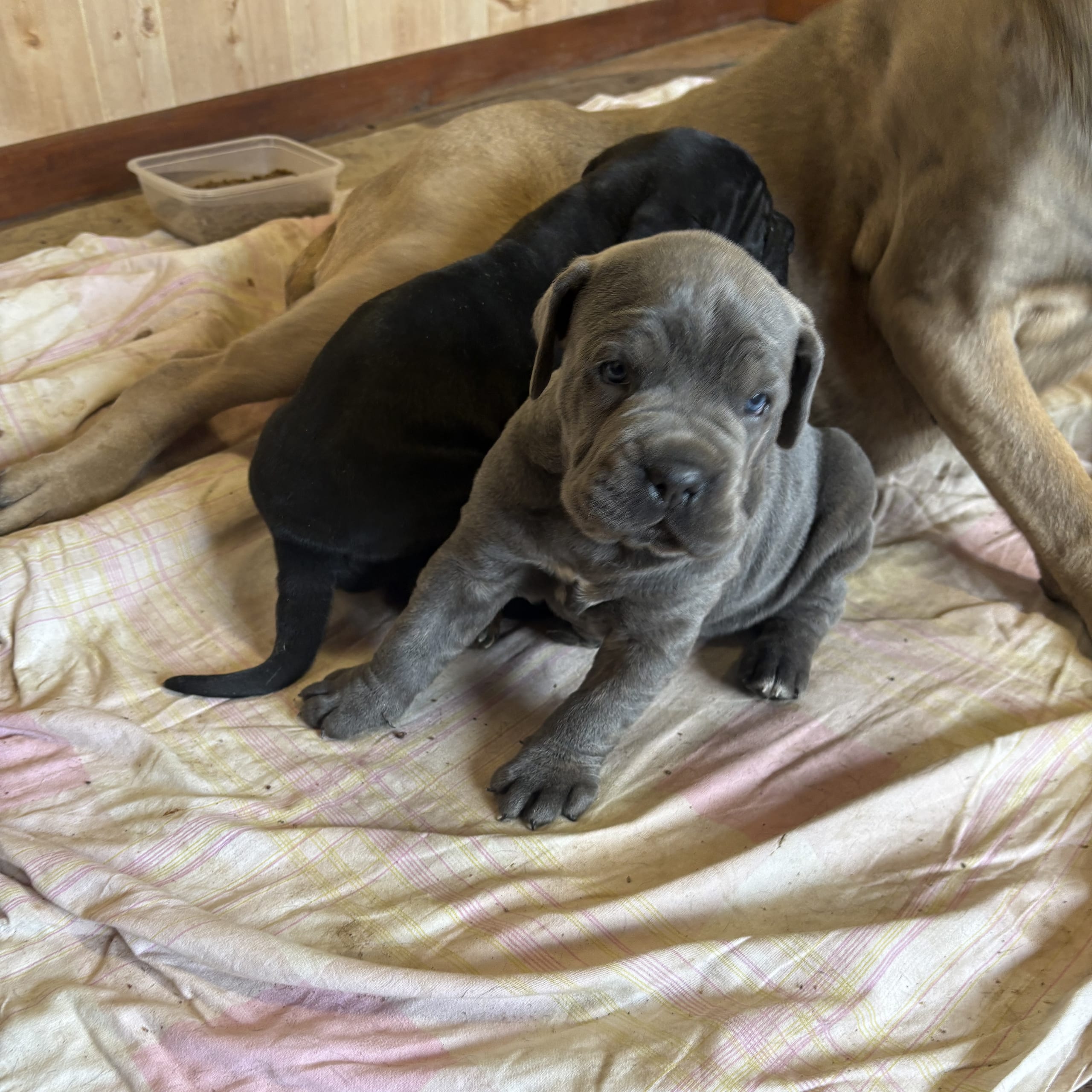 Cane corso