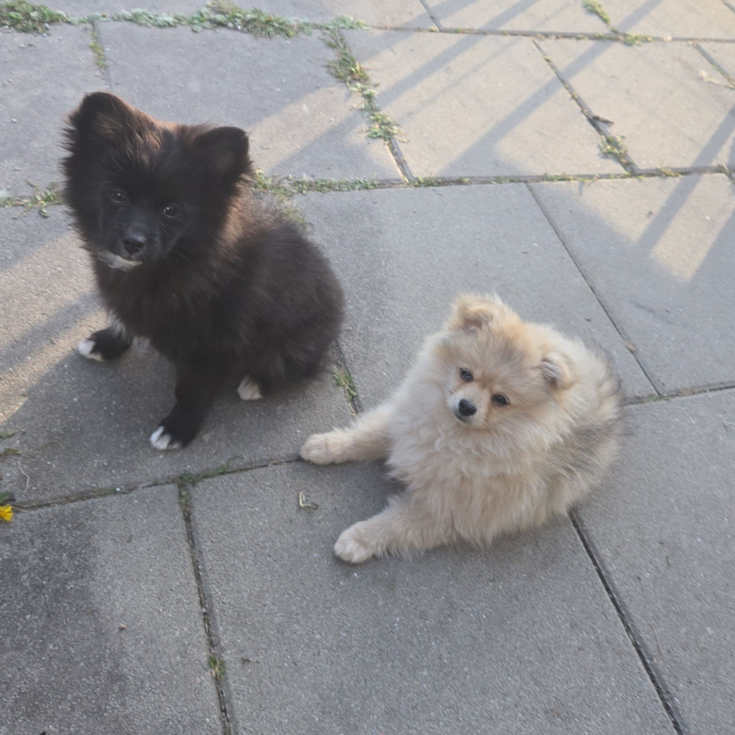 Pomeranian 75%