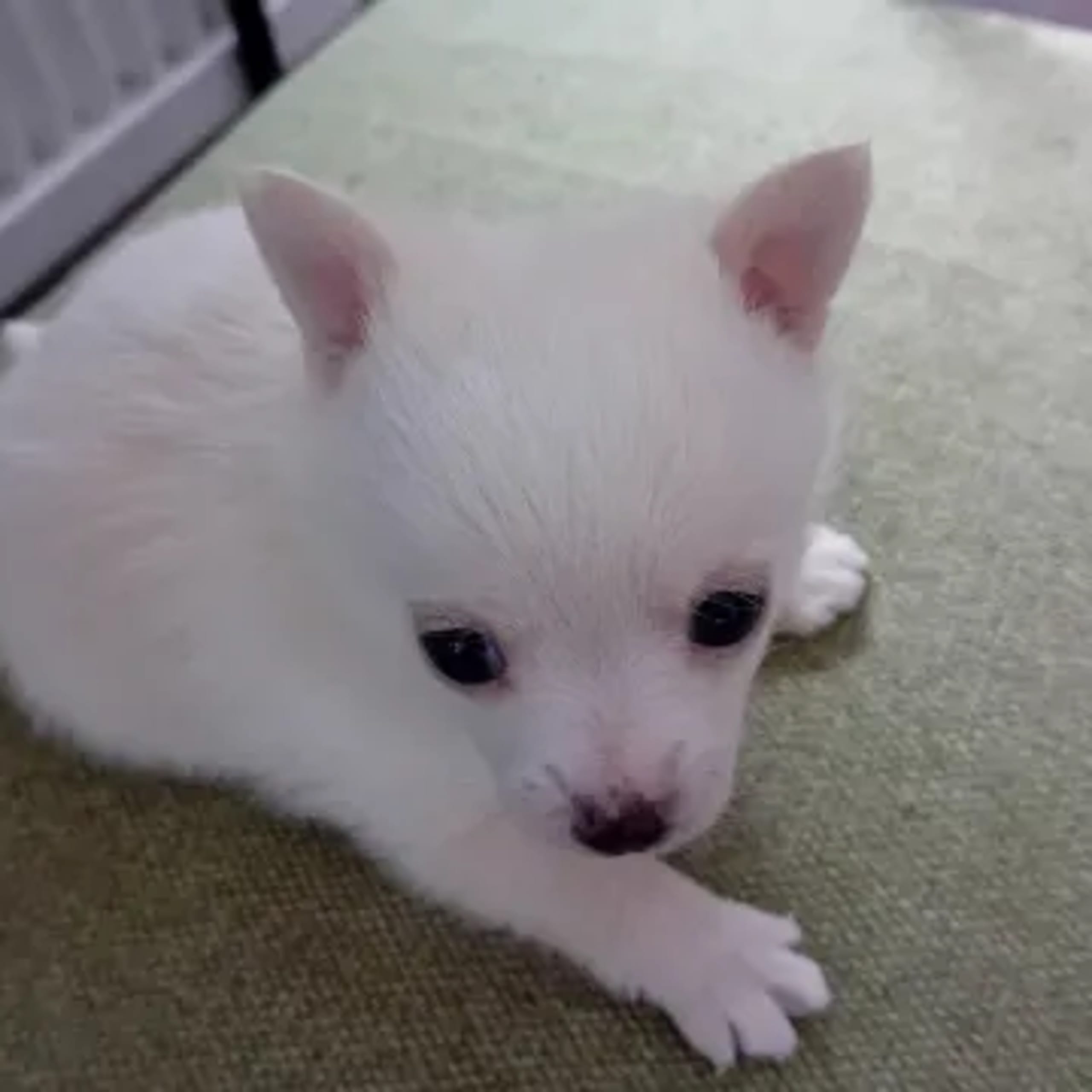 Pomchi