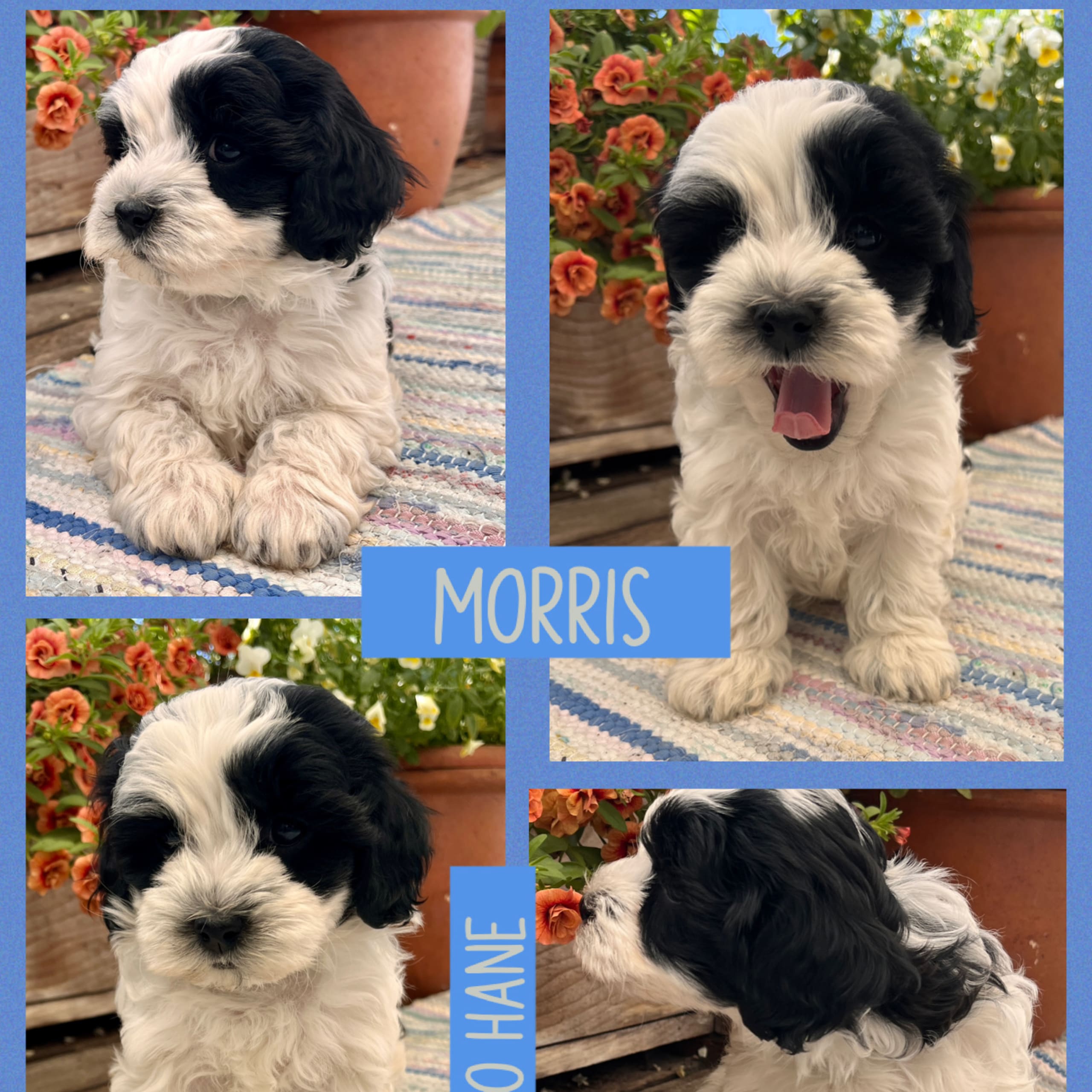 Maltipoo
