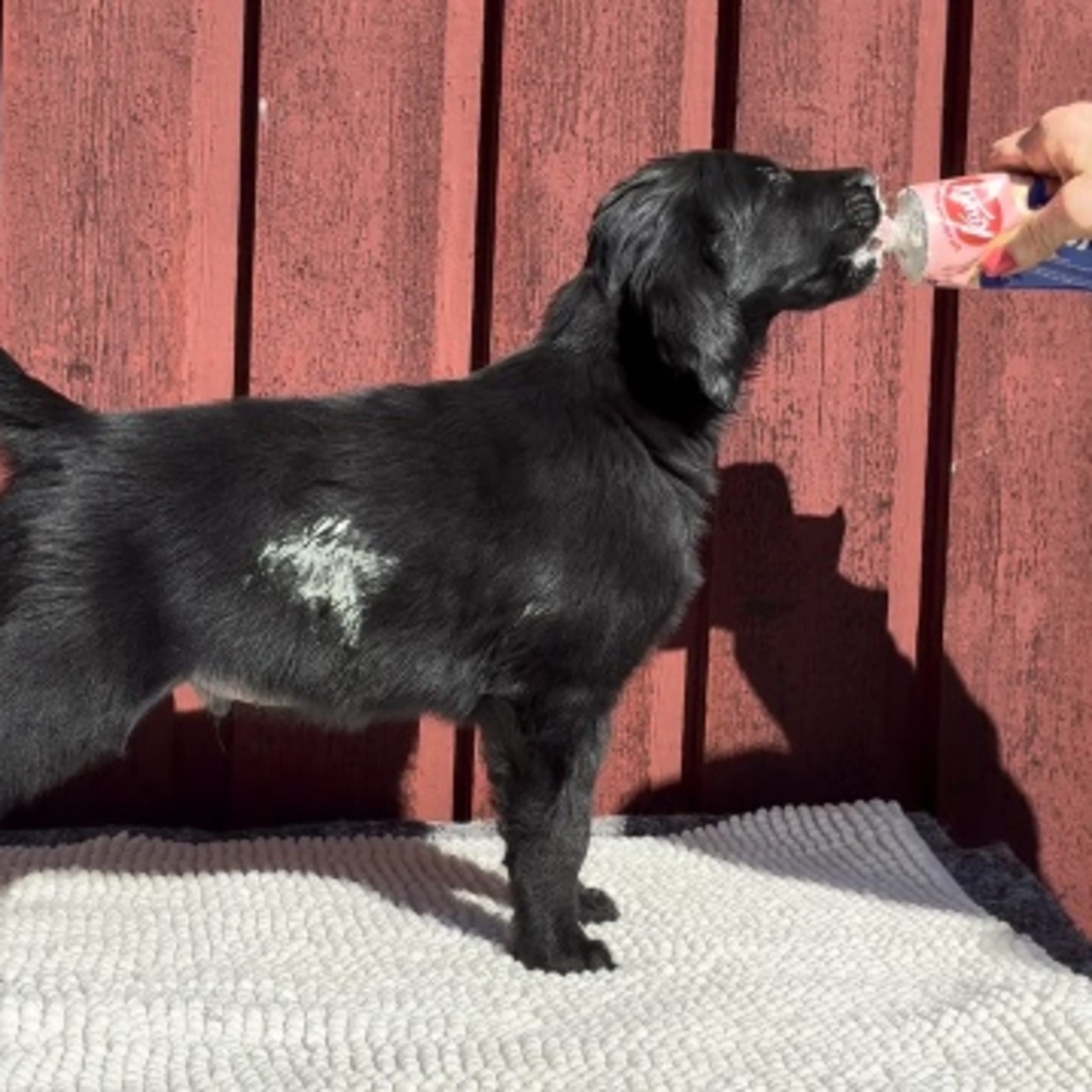Flatcoated retriever