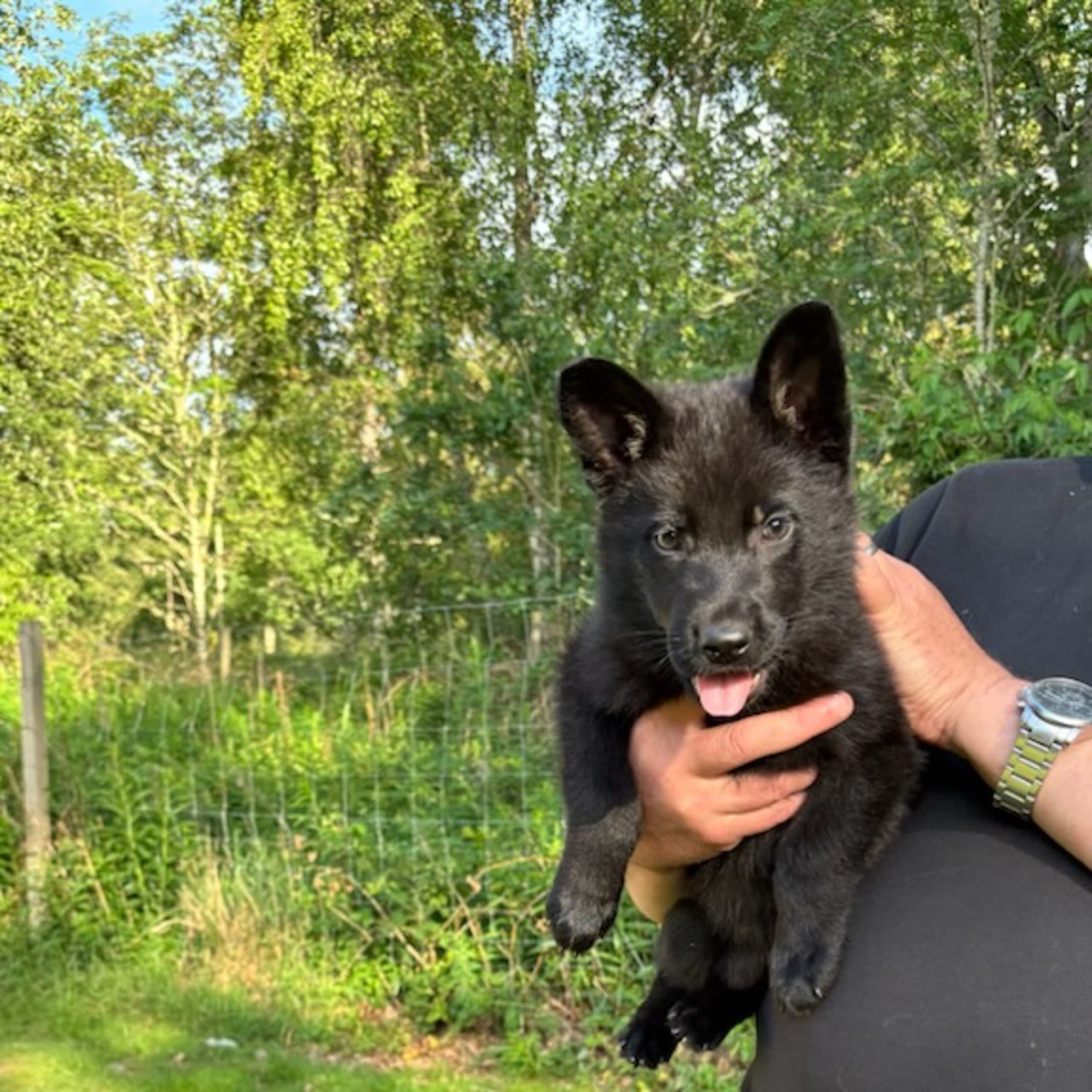Tysk Schäferhund
