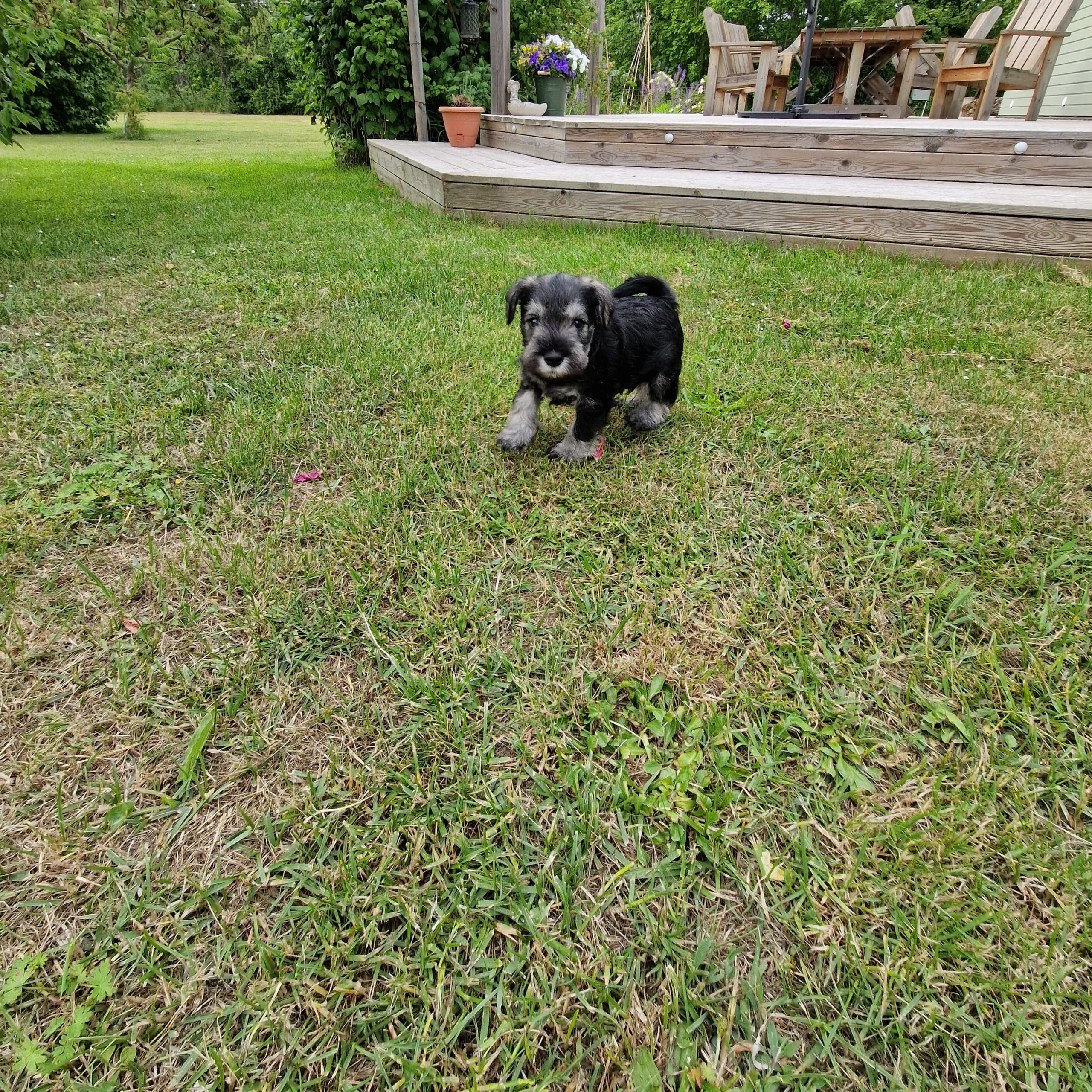 Dvärgschnauzer