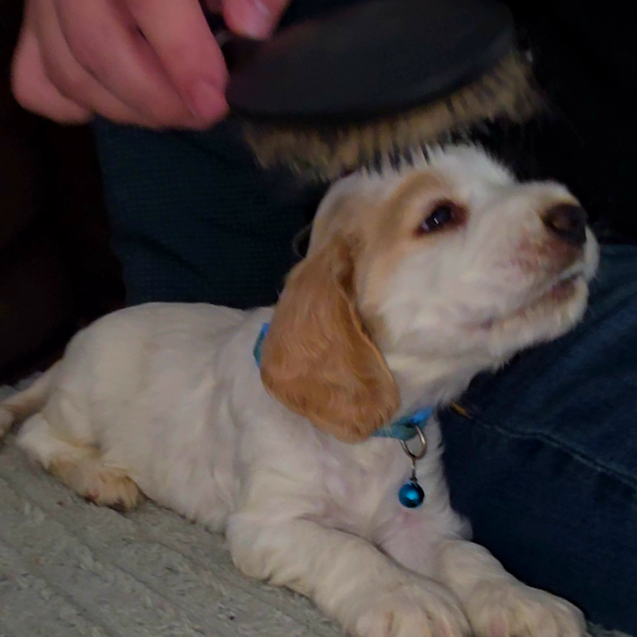 Cocker spaniel