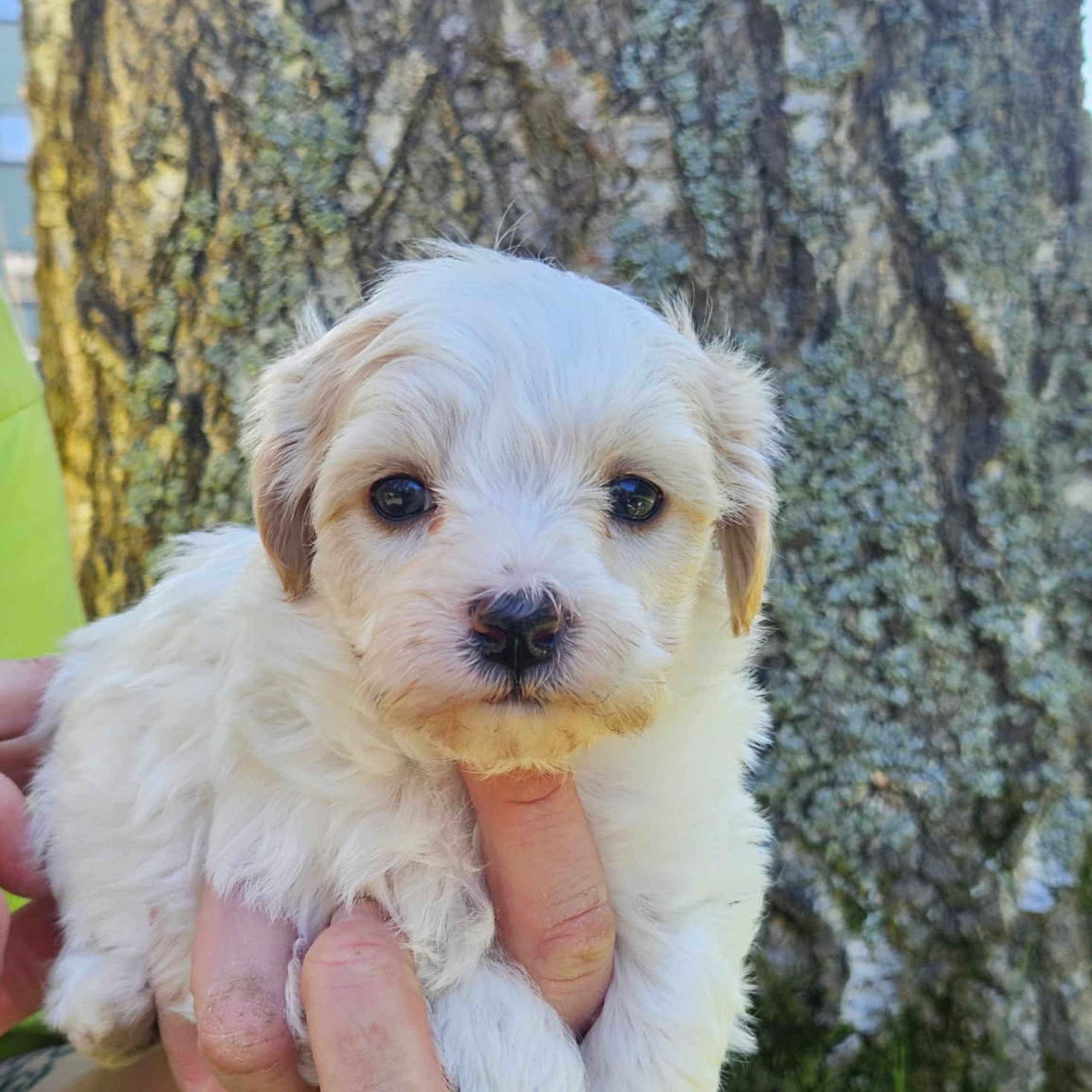 Maltipoo