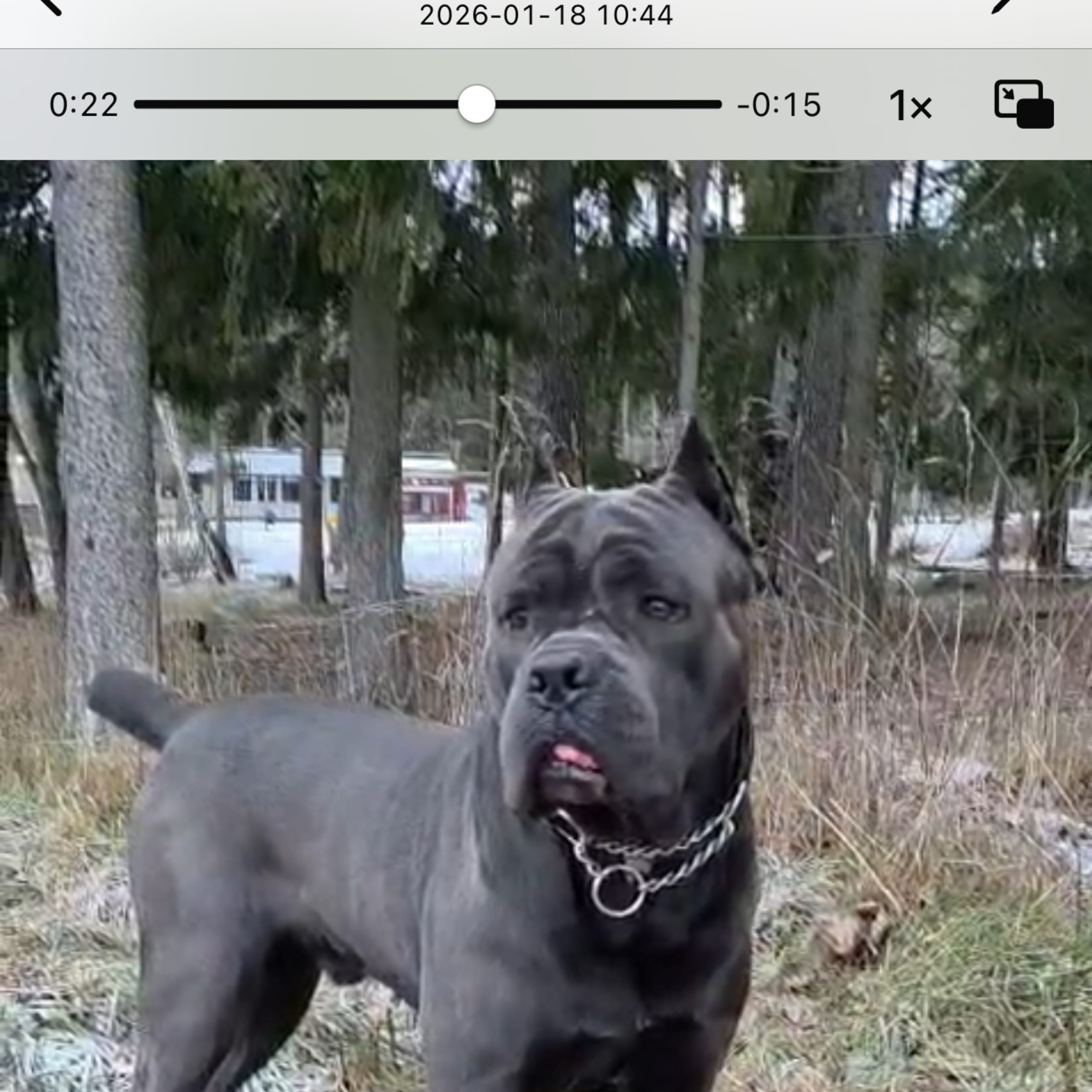 Cane corso