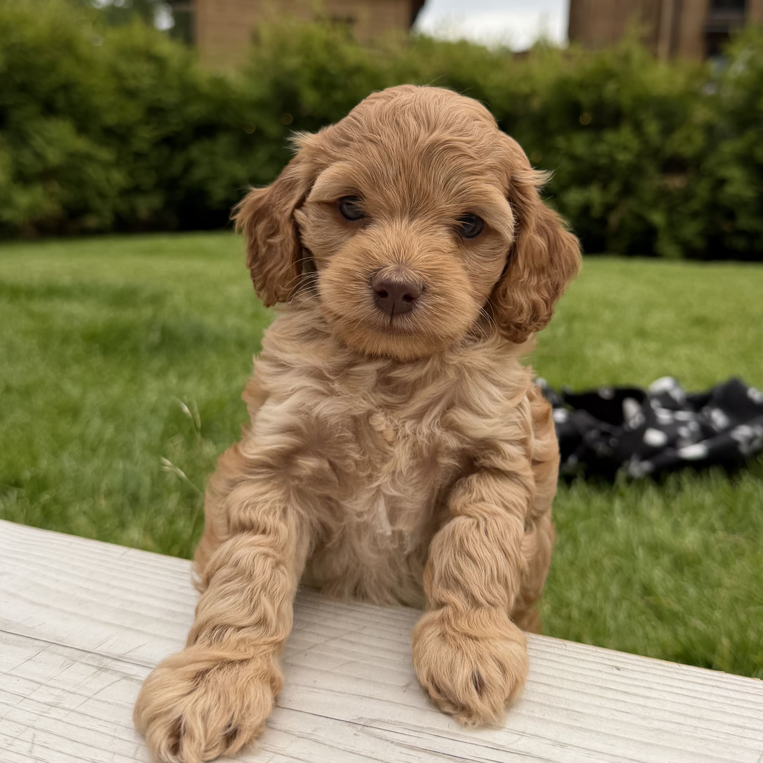 Cockerpoo
