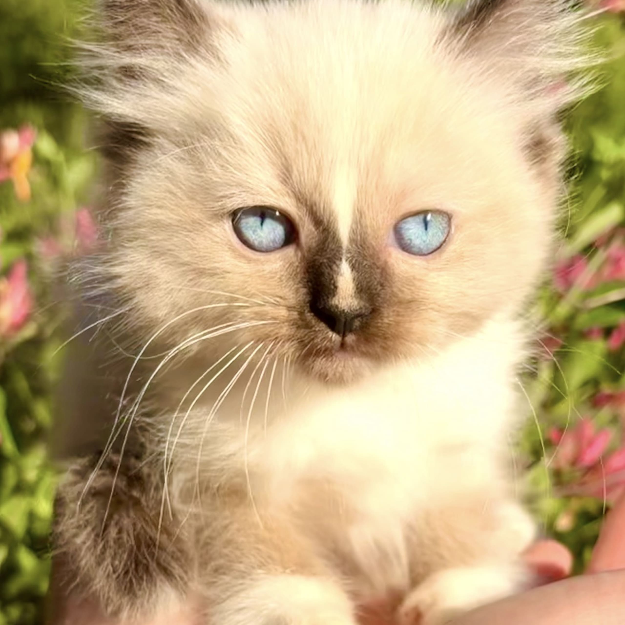 Ragdoll