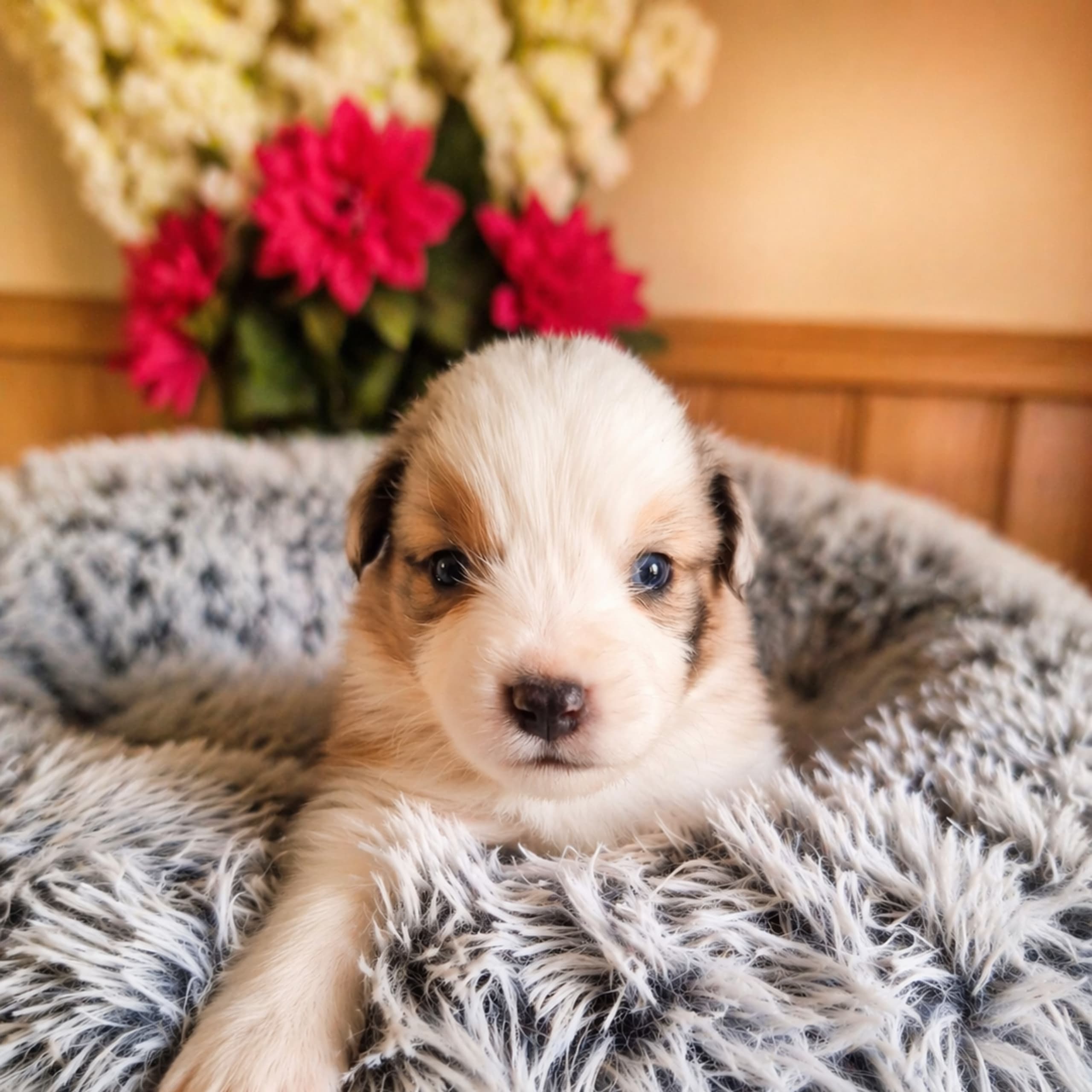 Miniature american shepherd
