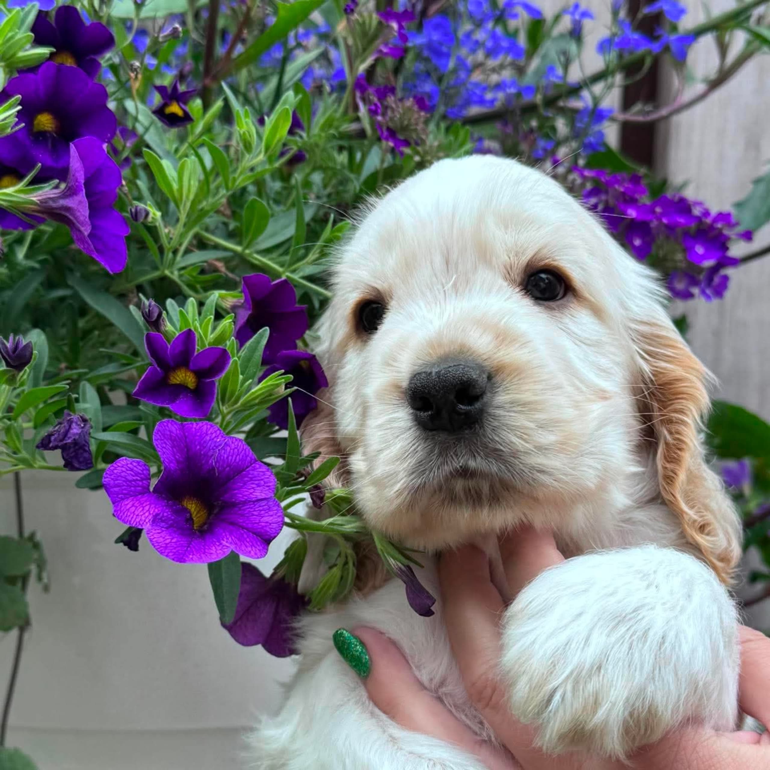 Cocker spaniel