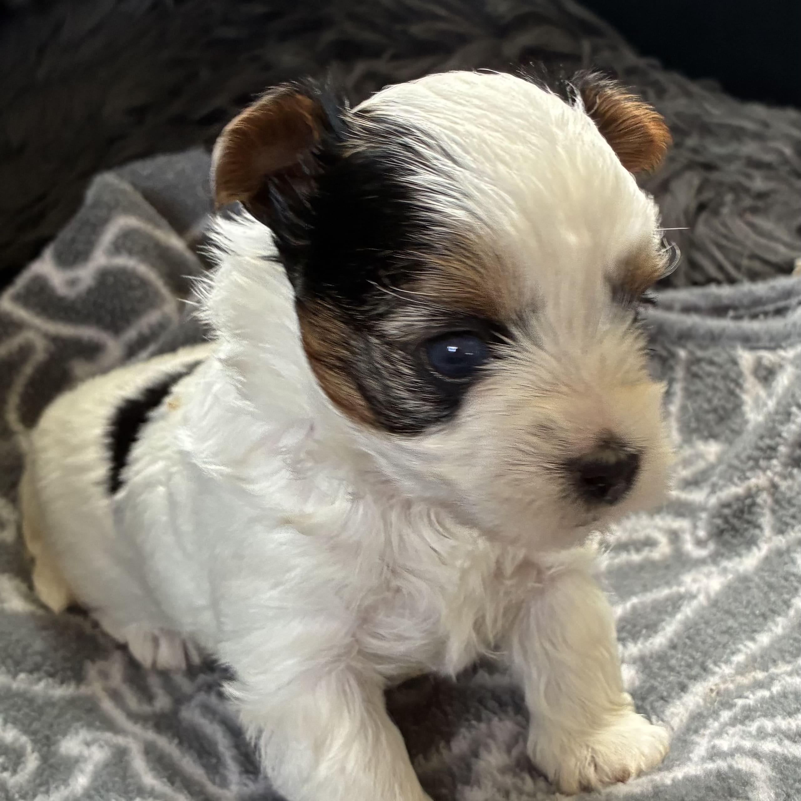 Biewer terrier