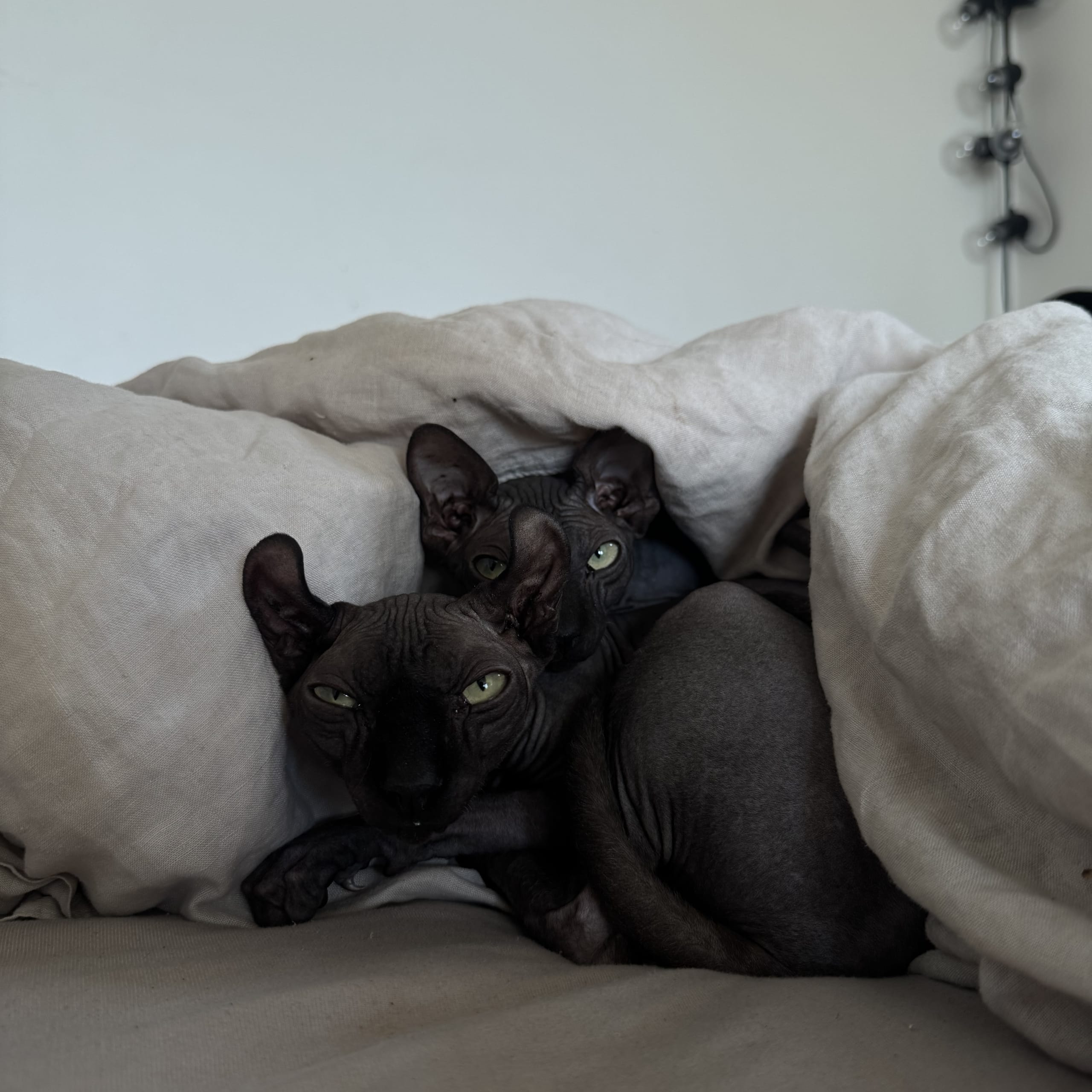 Sphynx
