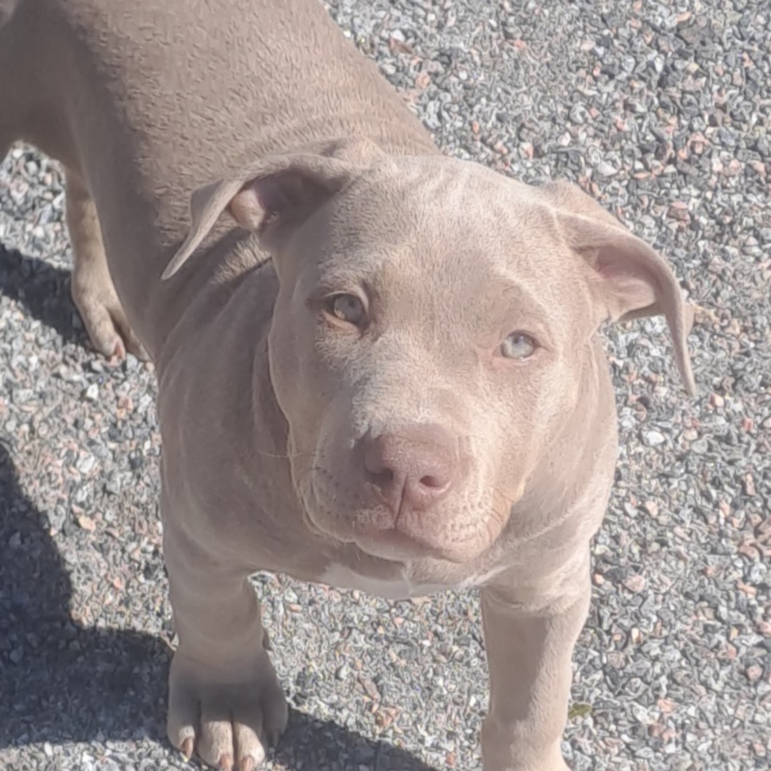 American bully