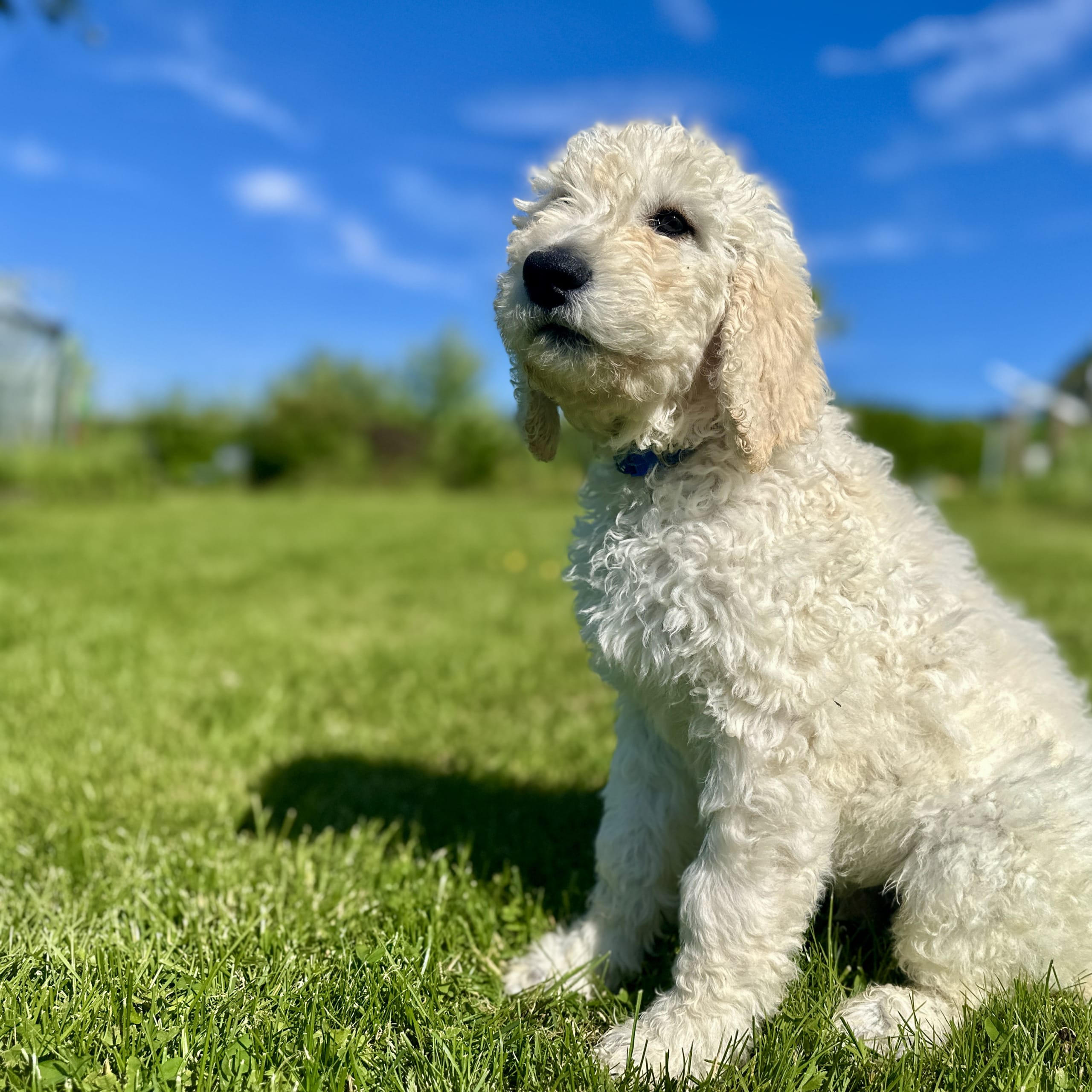 Goldendoodle