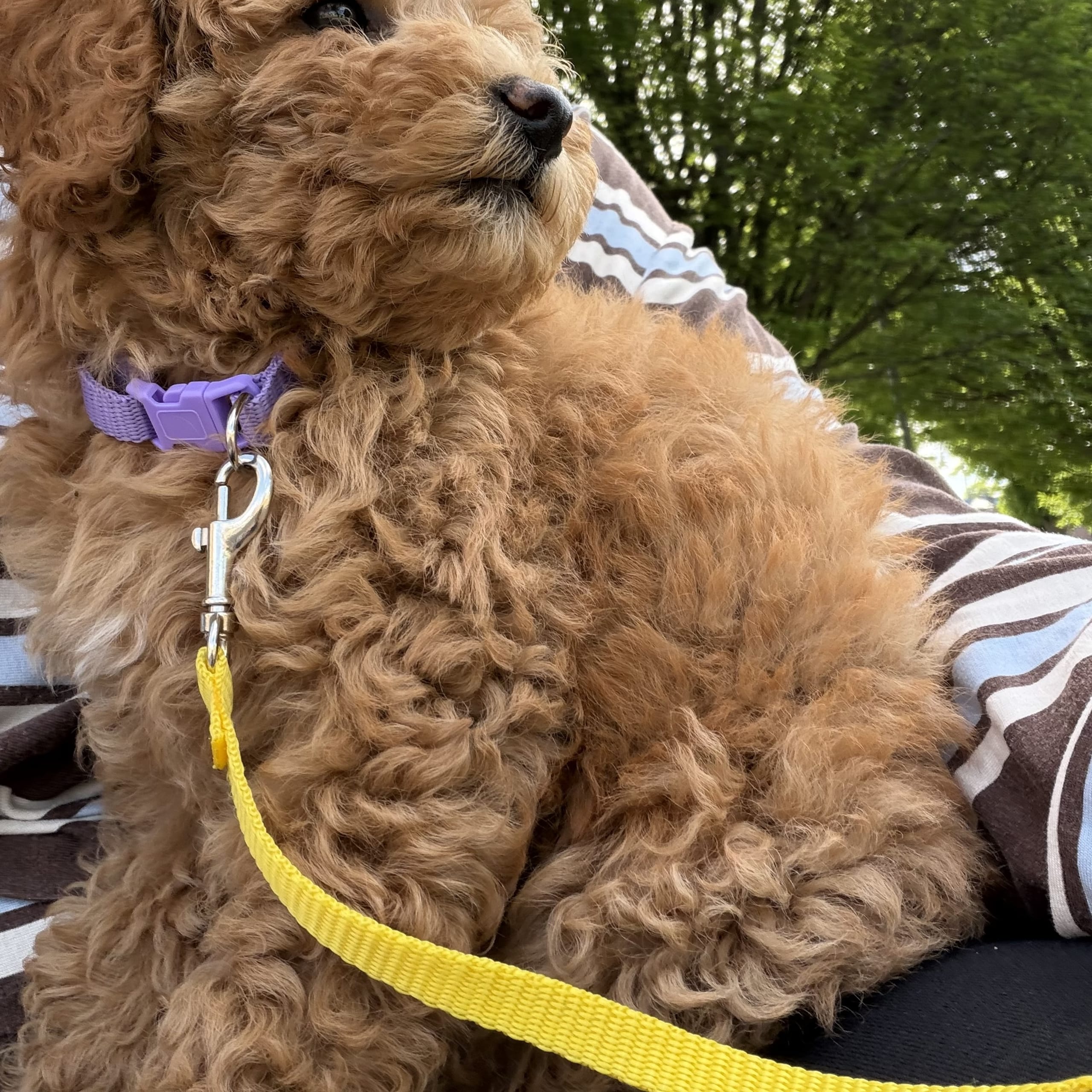 Pudel / Springer Spaniel (springerdoodle)