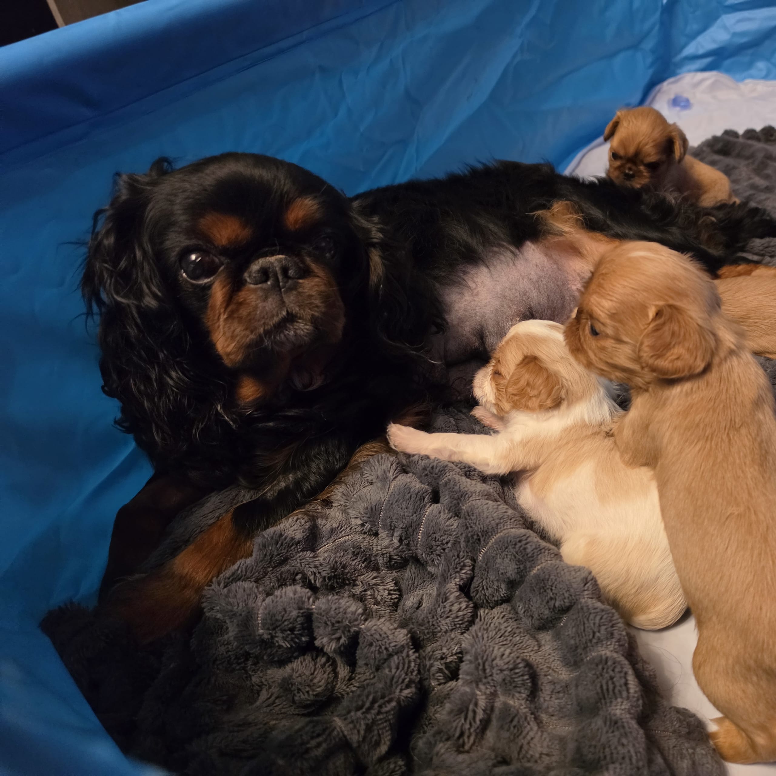 King Charles Spaniel