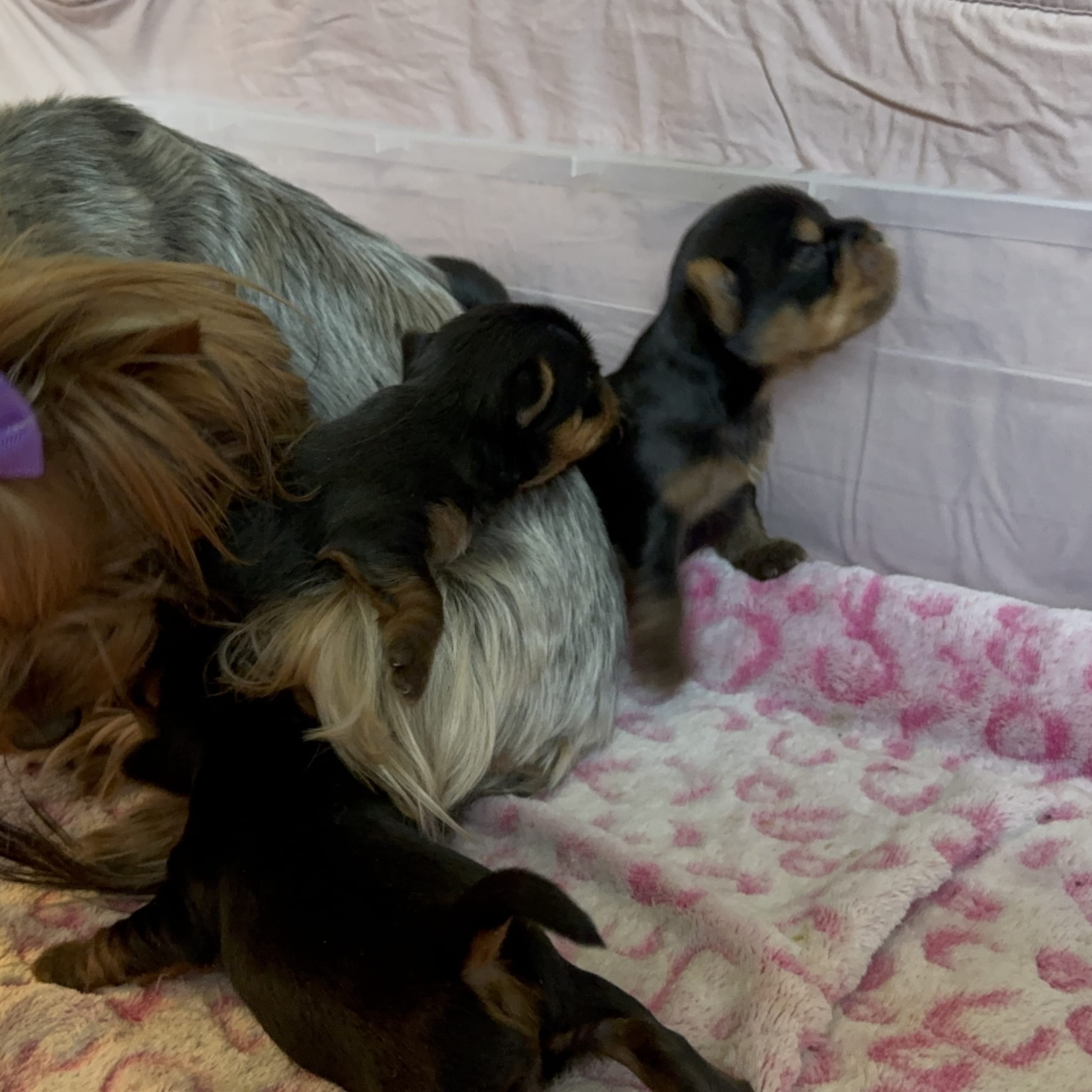 Yorkshireterrier