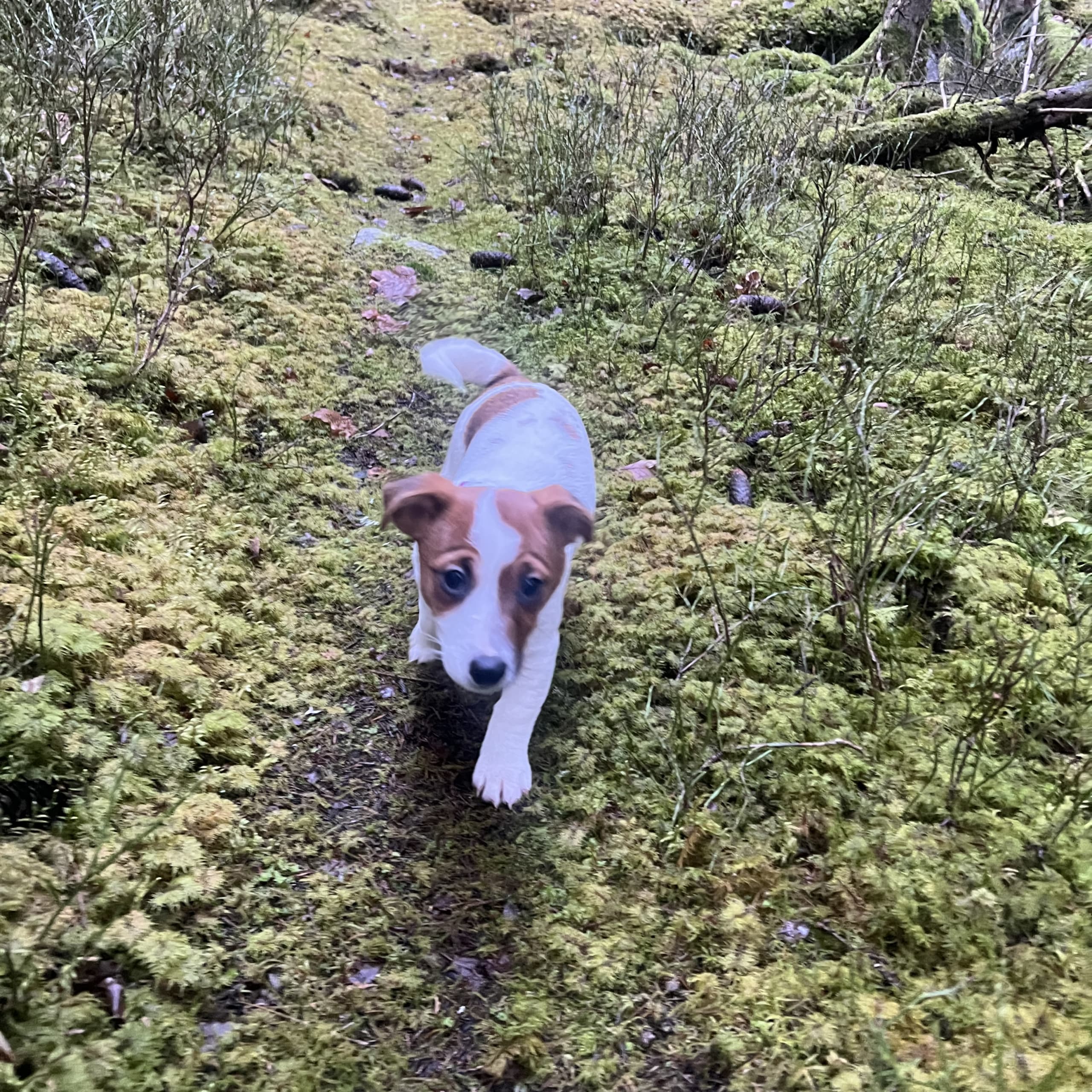 Jack Russell Terrier