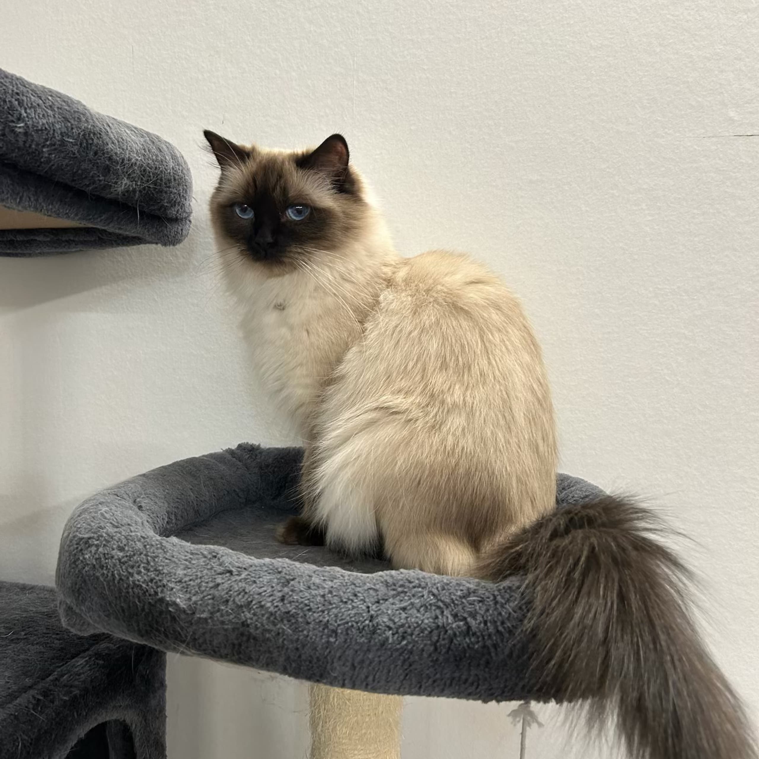 Ragdoll