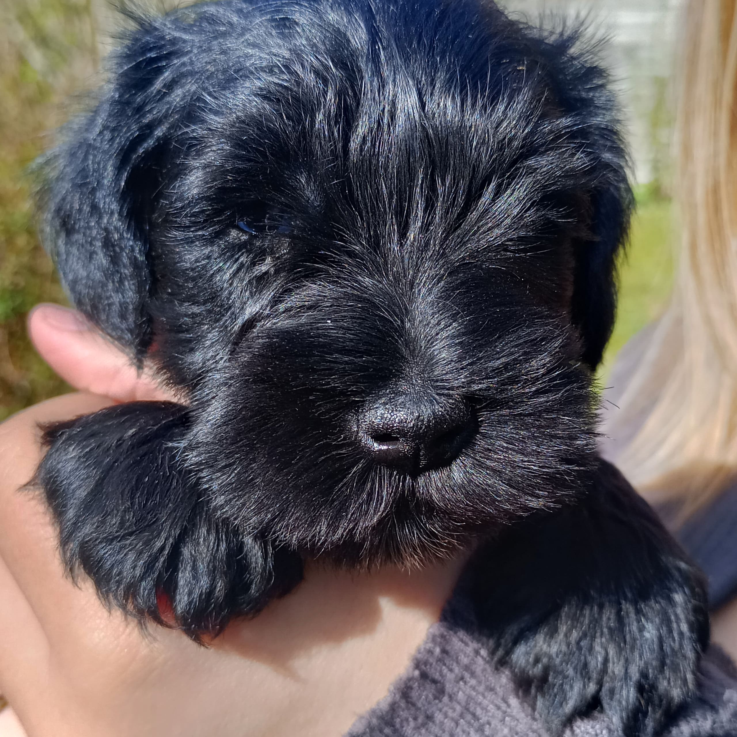 Miniature Schnauzer