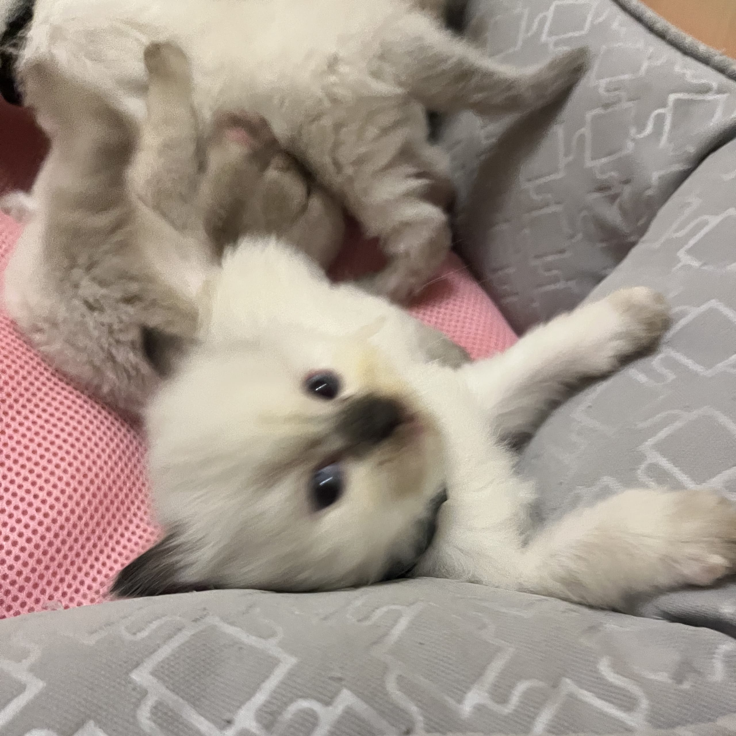 Ragdoll