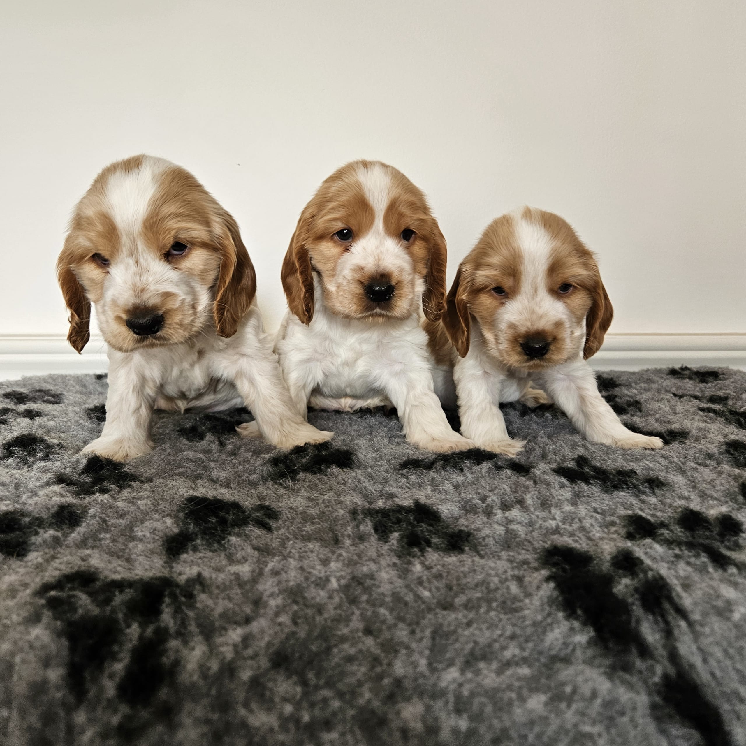 Cocker spaniel