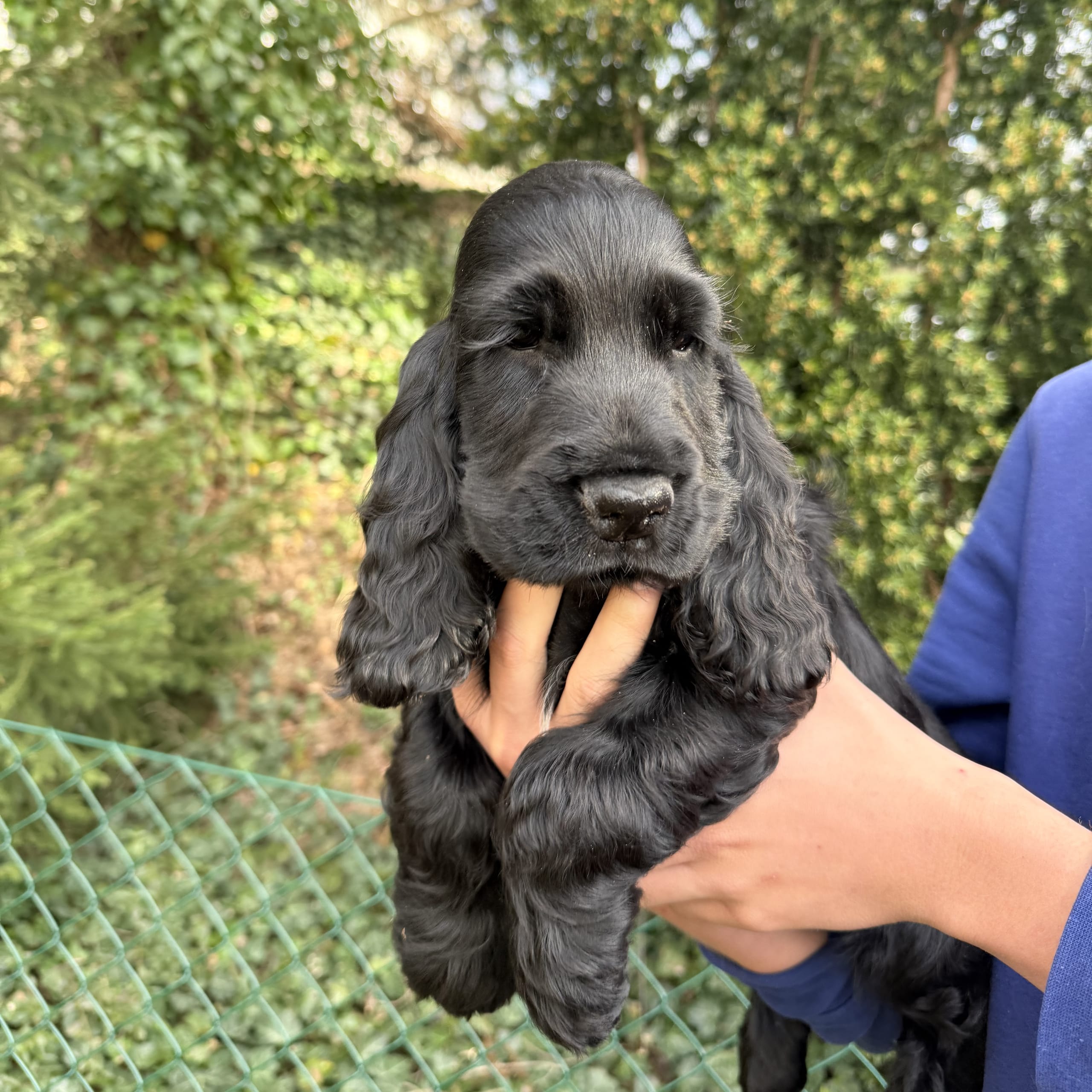 Cocker spaniel