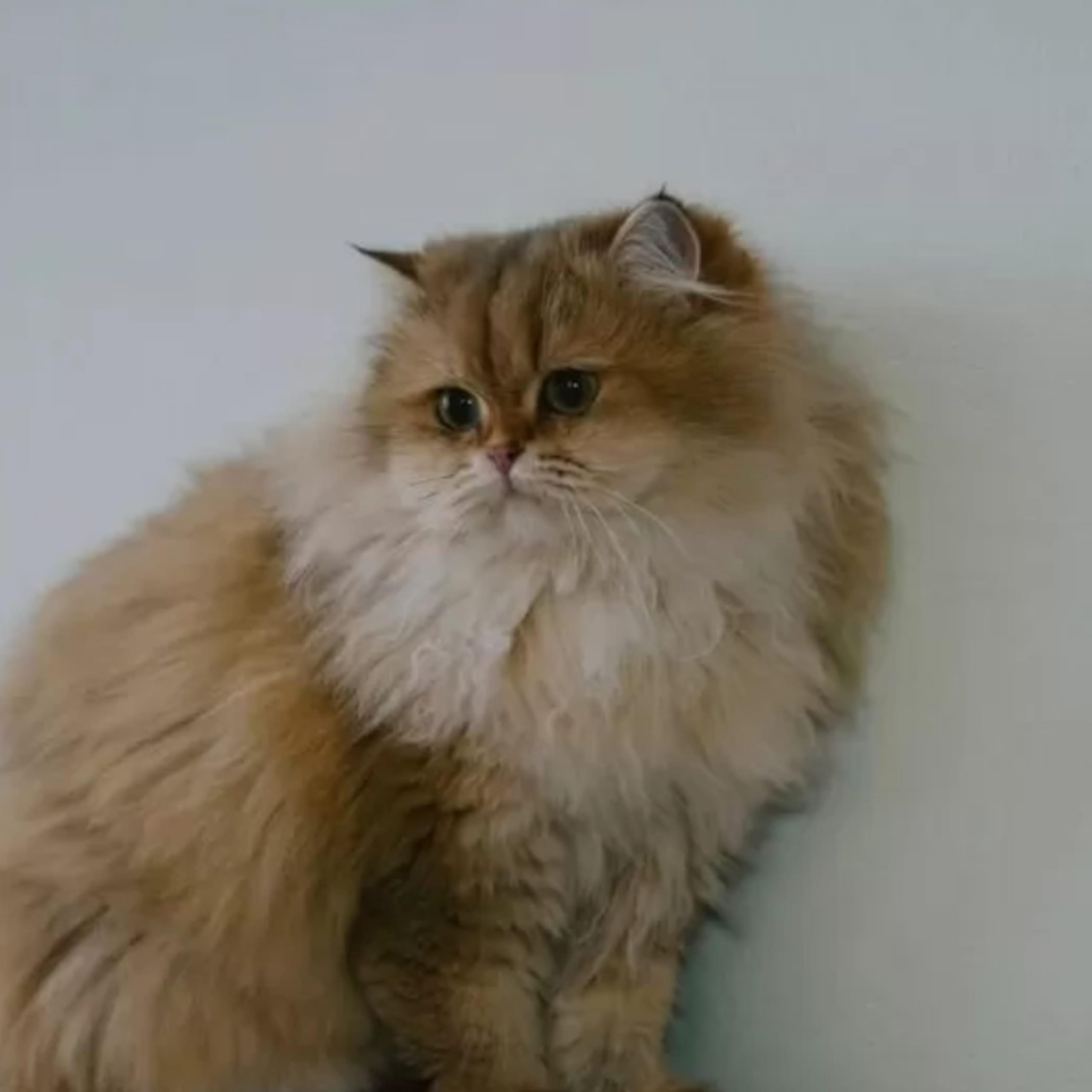 Lolita
