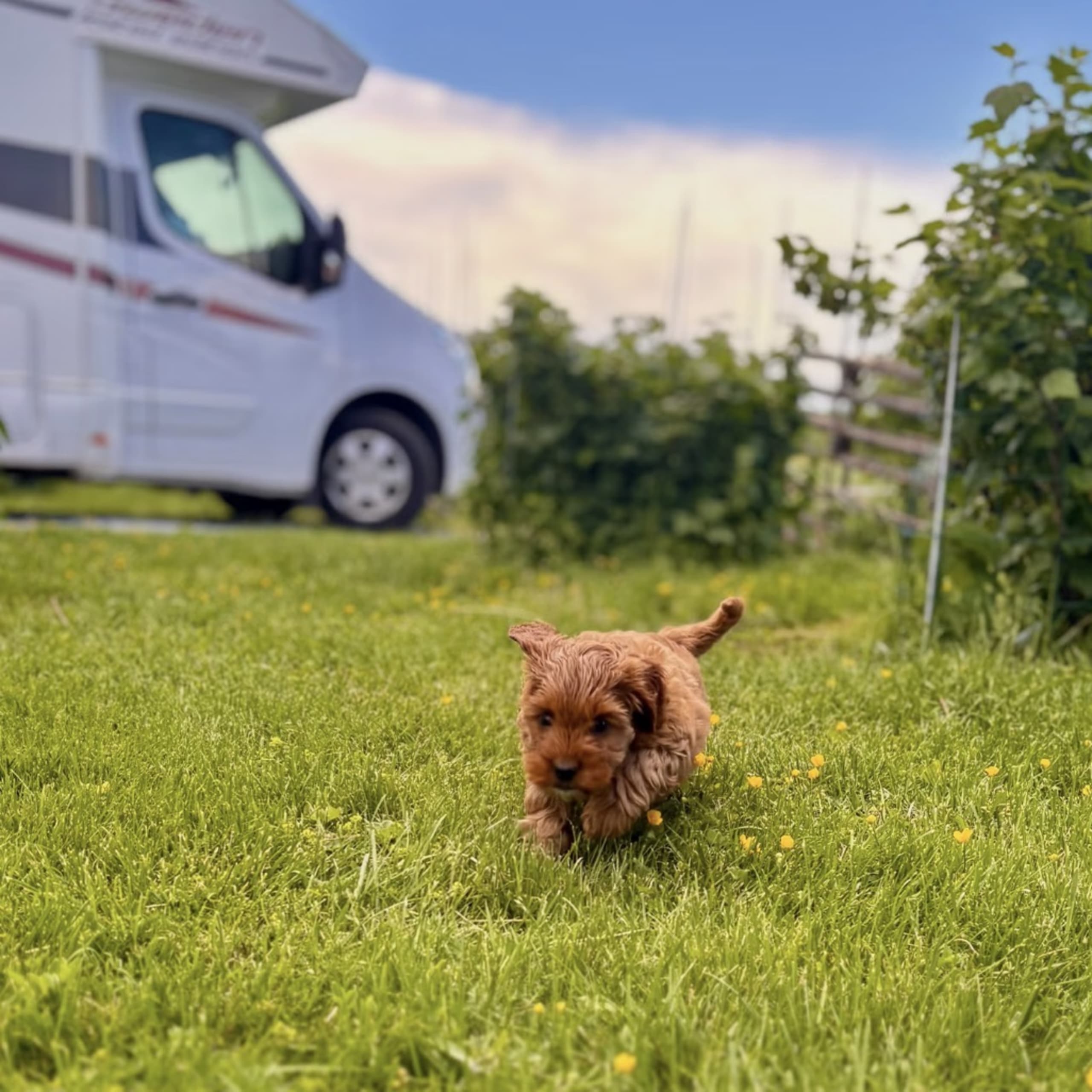 Cockerpoo