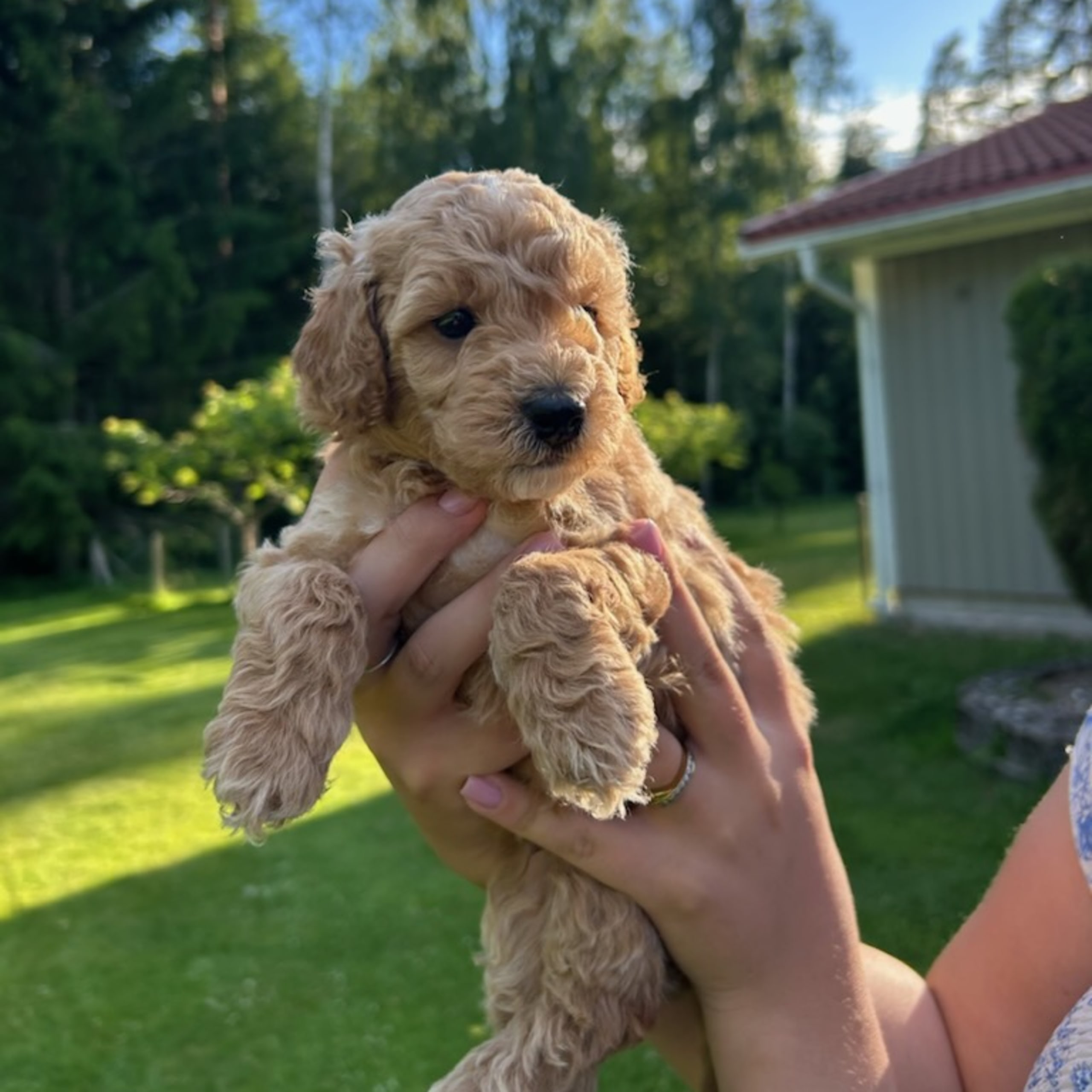 Cockerpoo