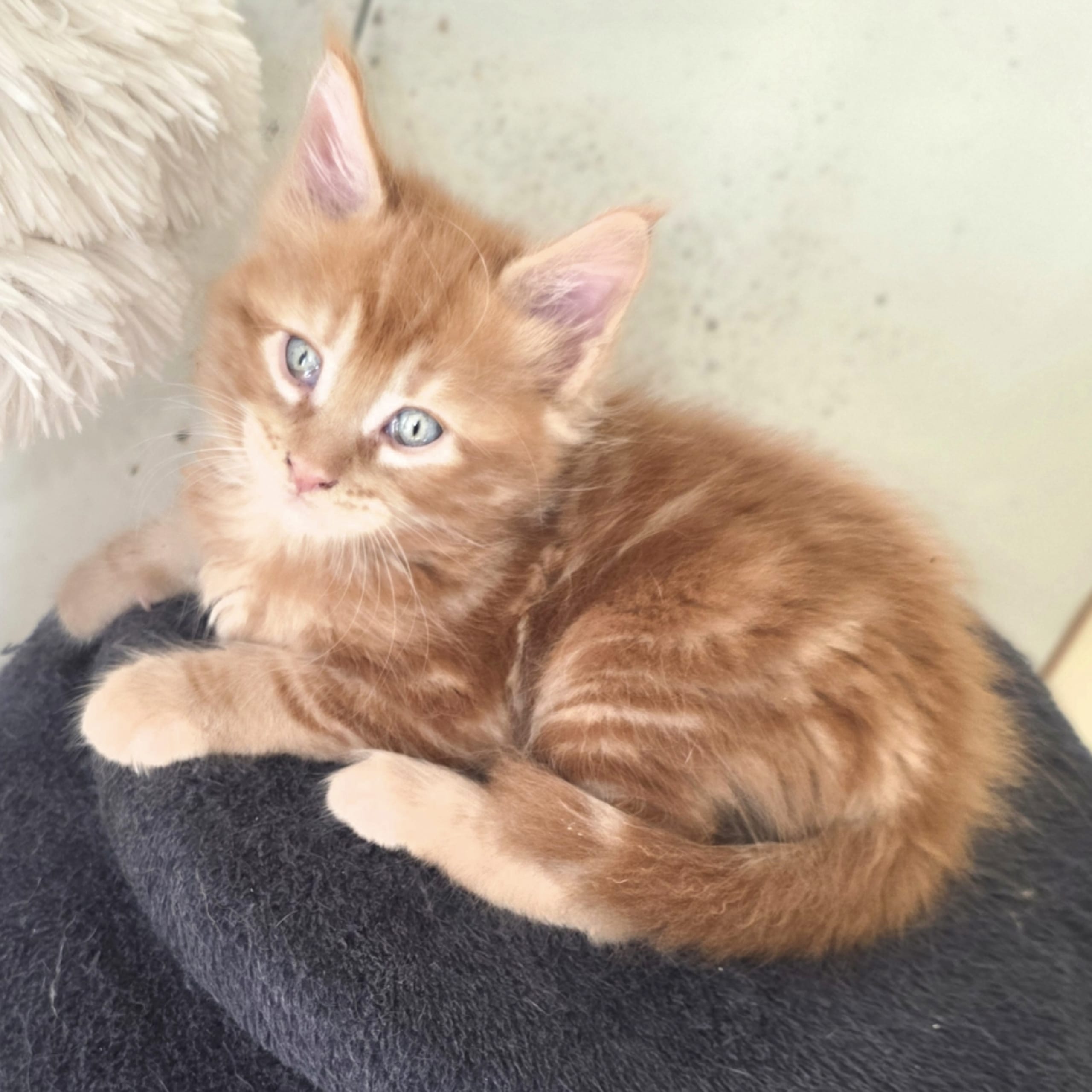 Maine Coon