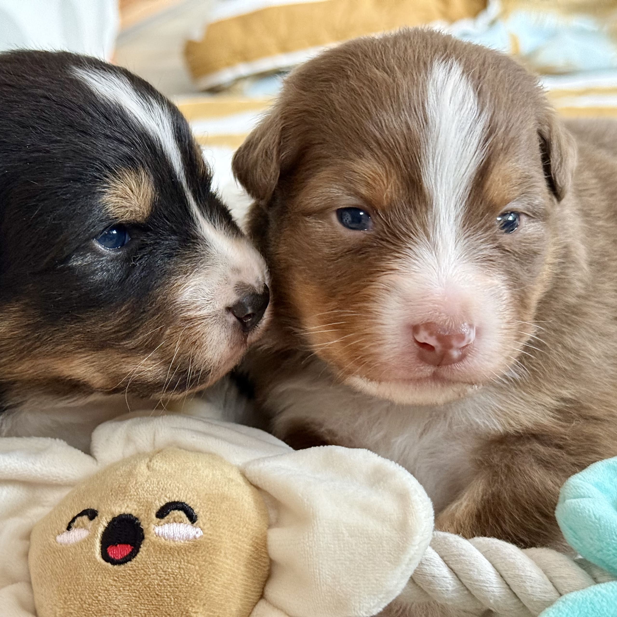 Maple Force Aussies