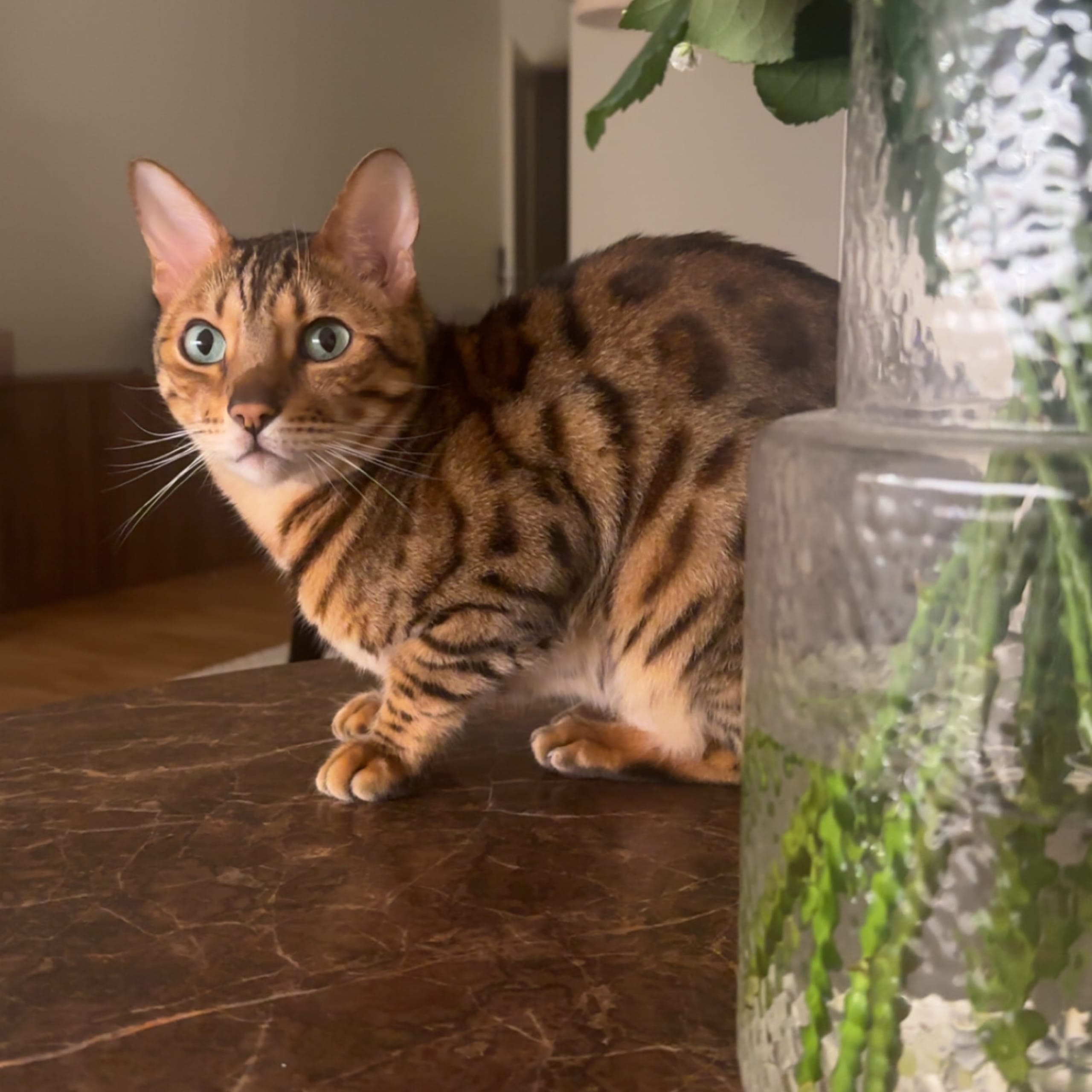 Bengal
