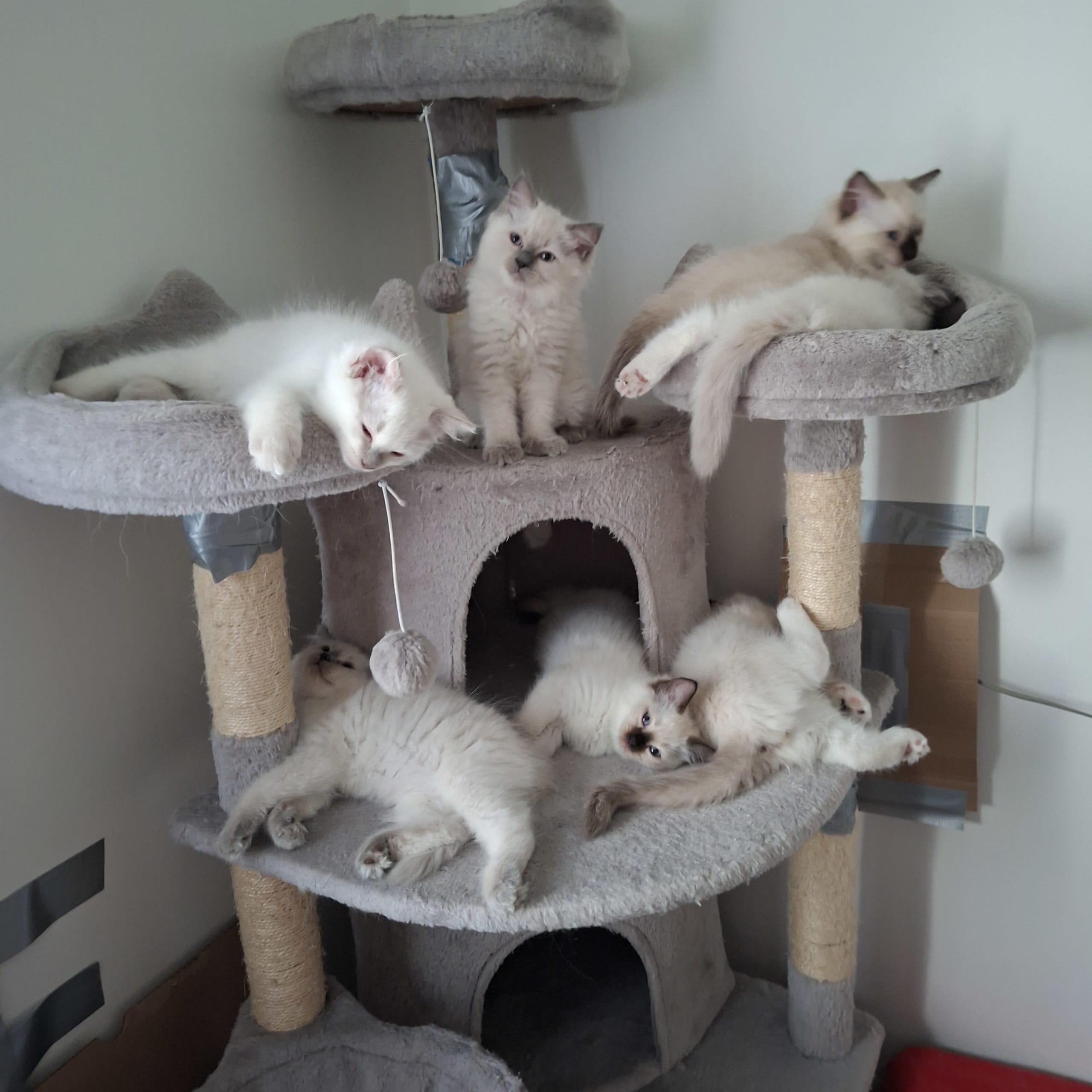 Ragdoll