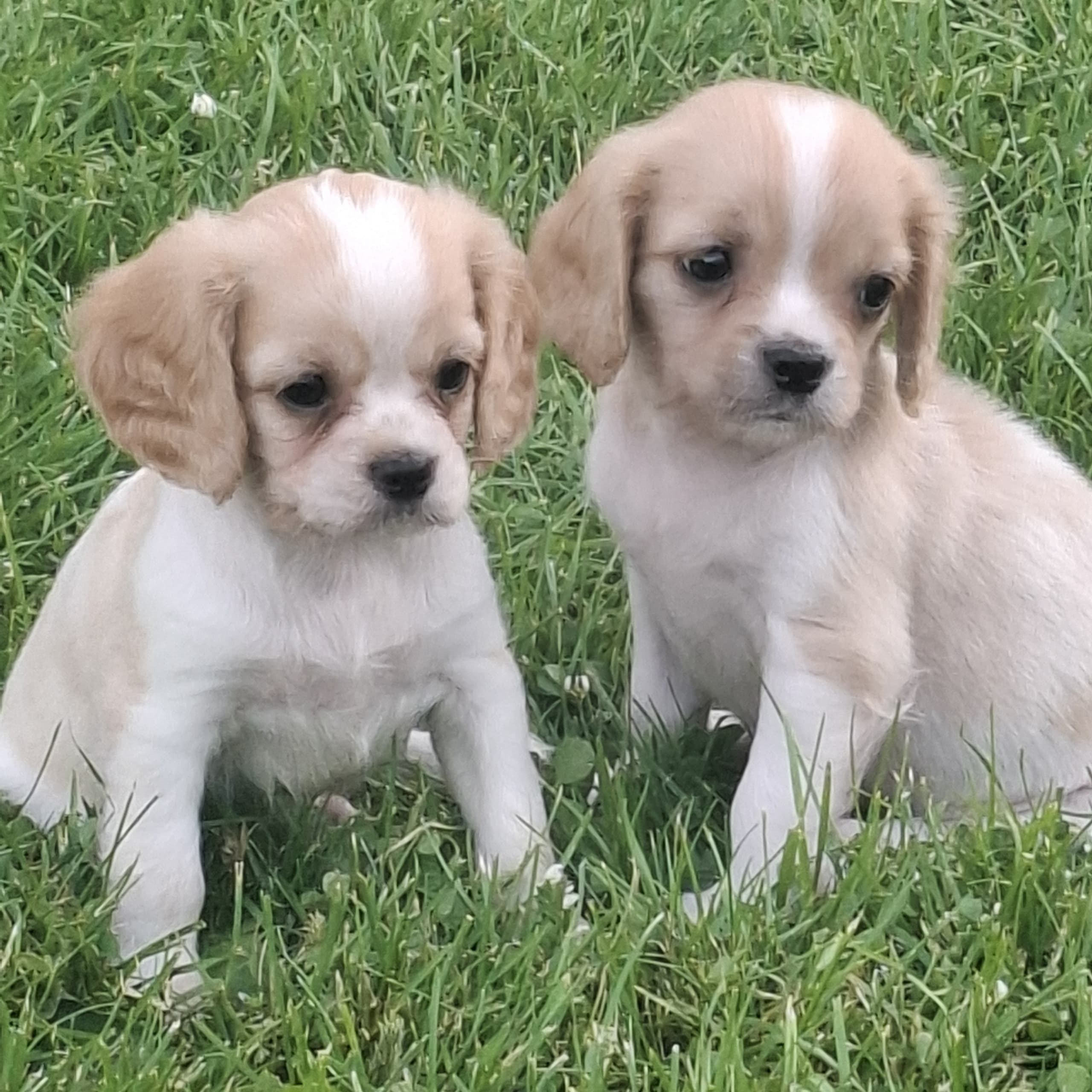 Cavapoo