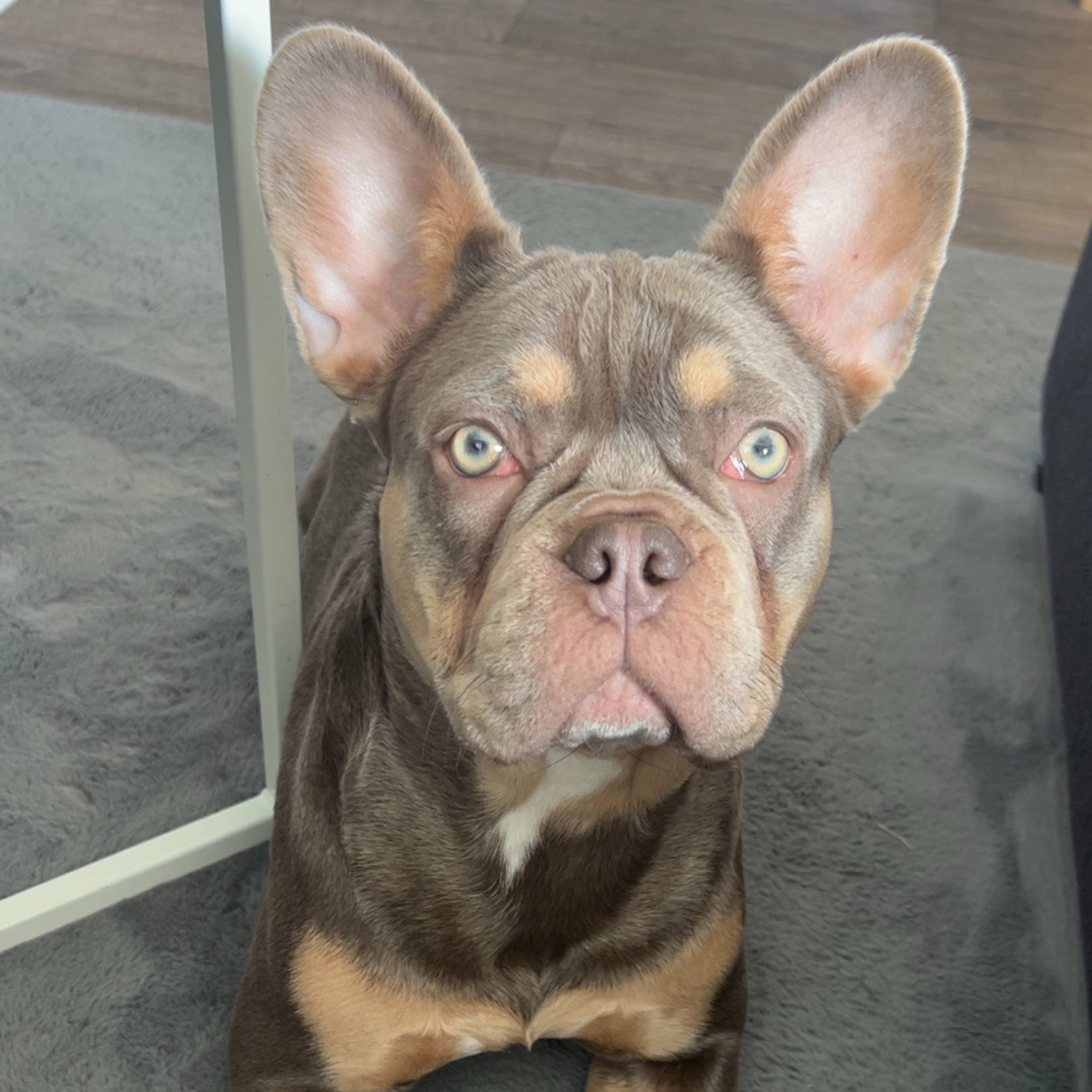 Fransk bulldogg