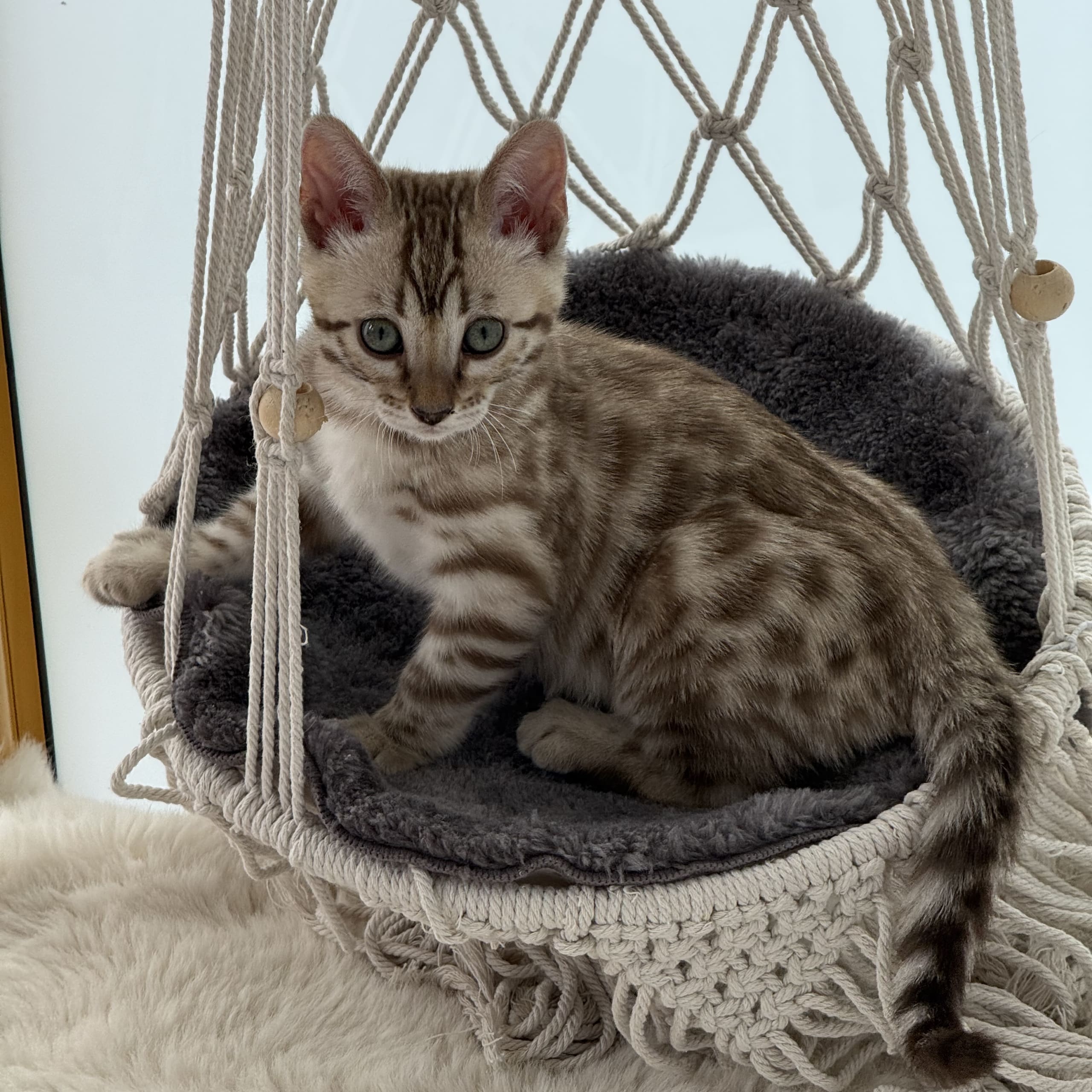Bengal