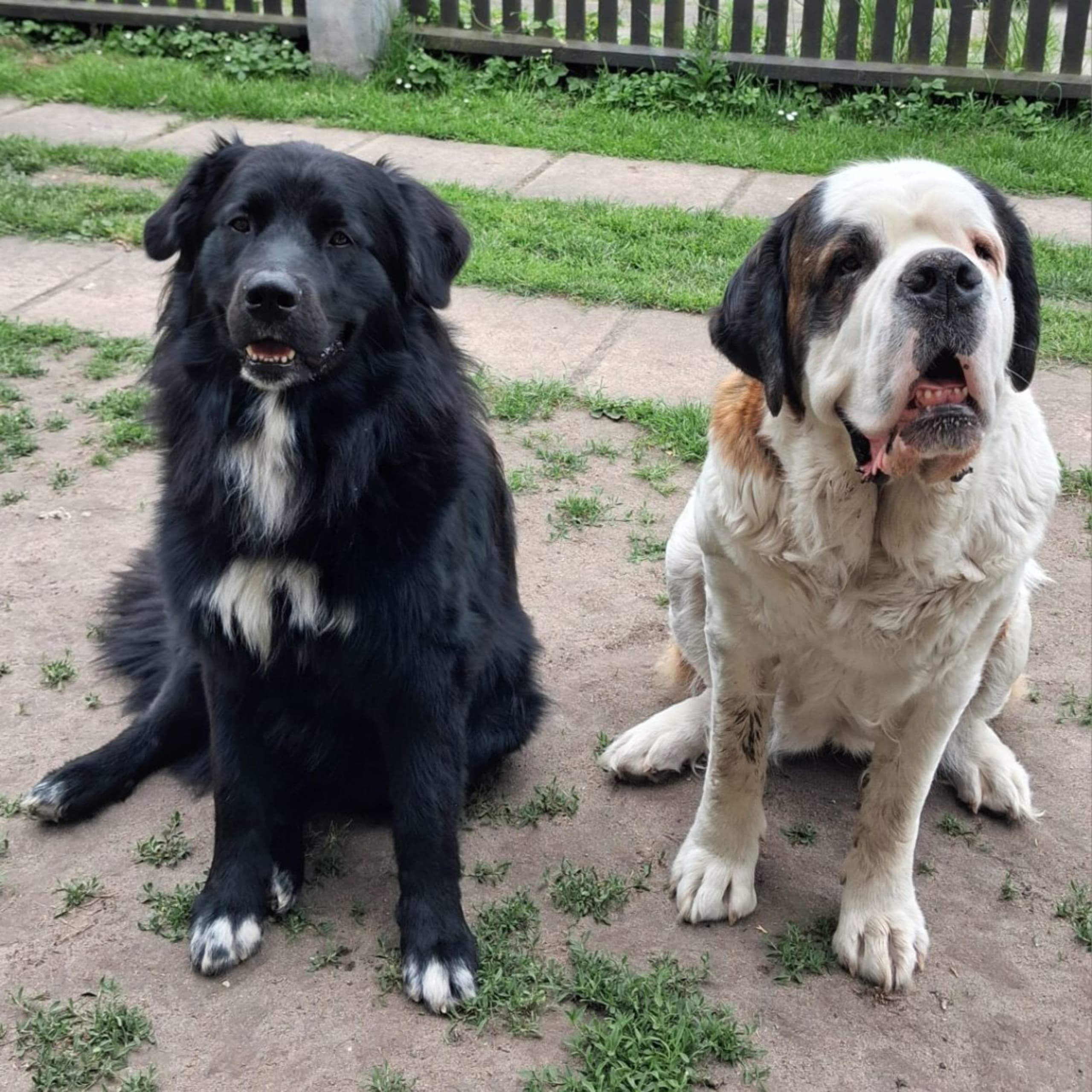 Newfoundland/Landseer/SanktBernard